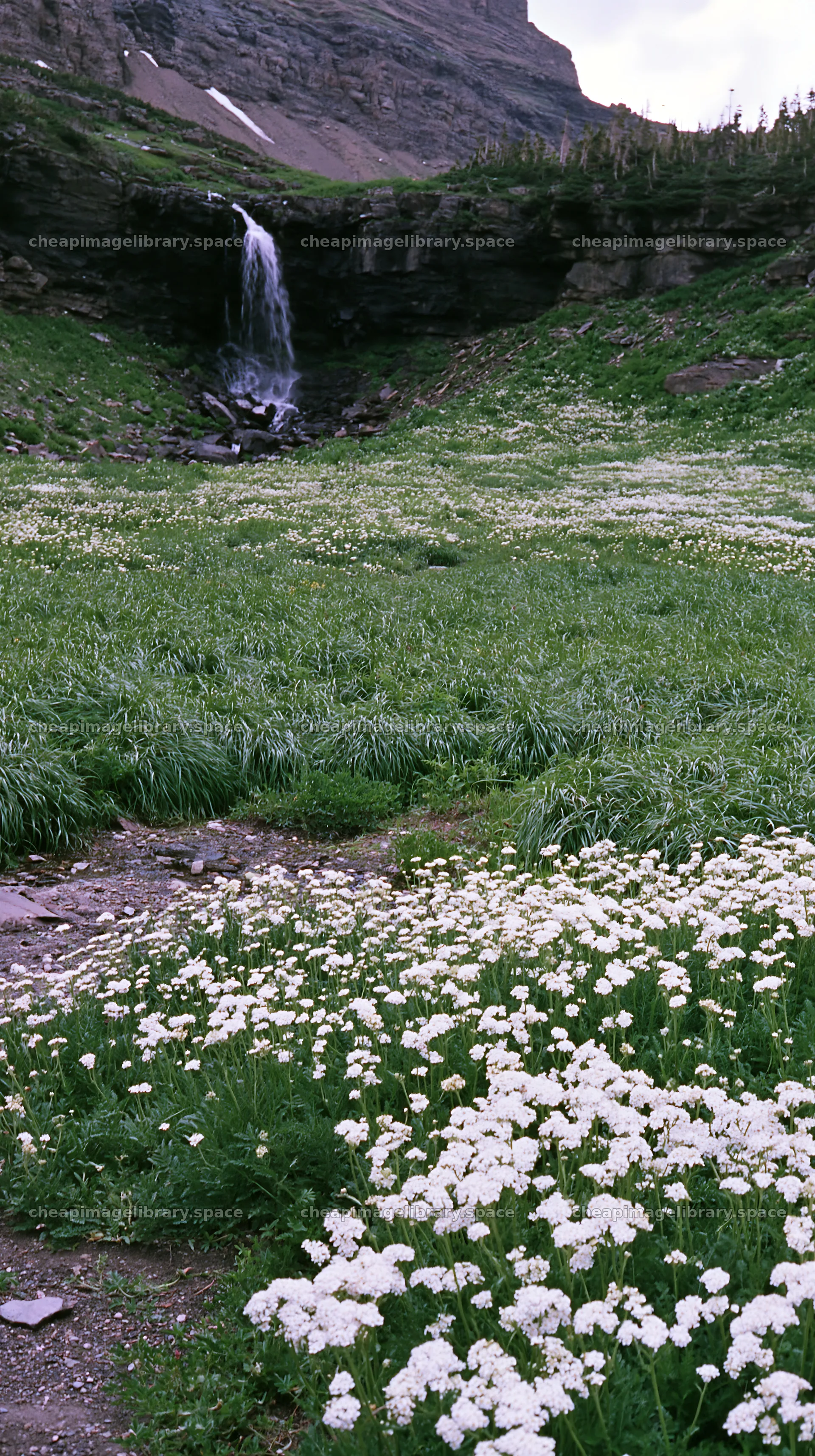 Alpine meadow with waterfall and flowers in natural setting – image library 5938x10608