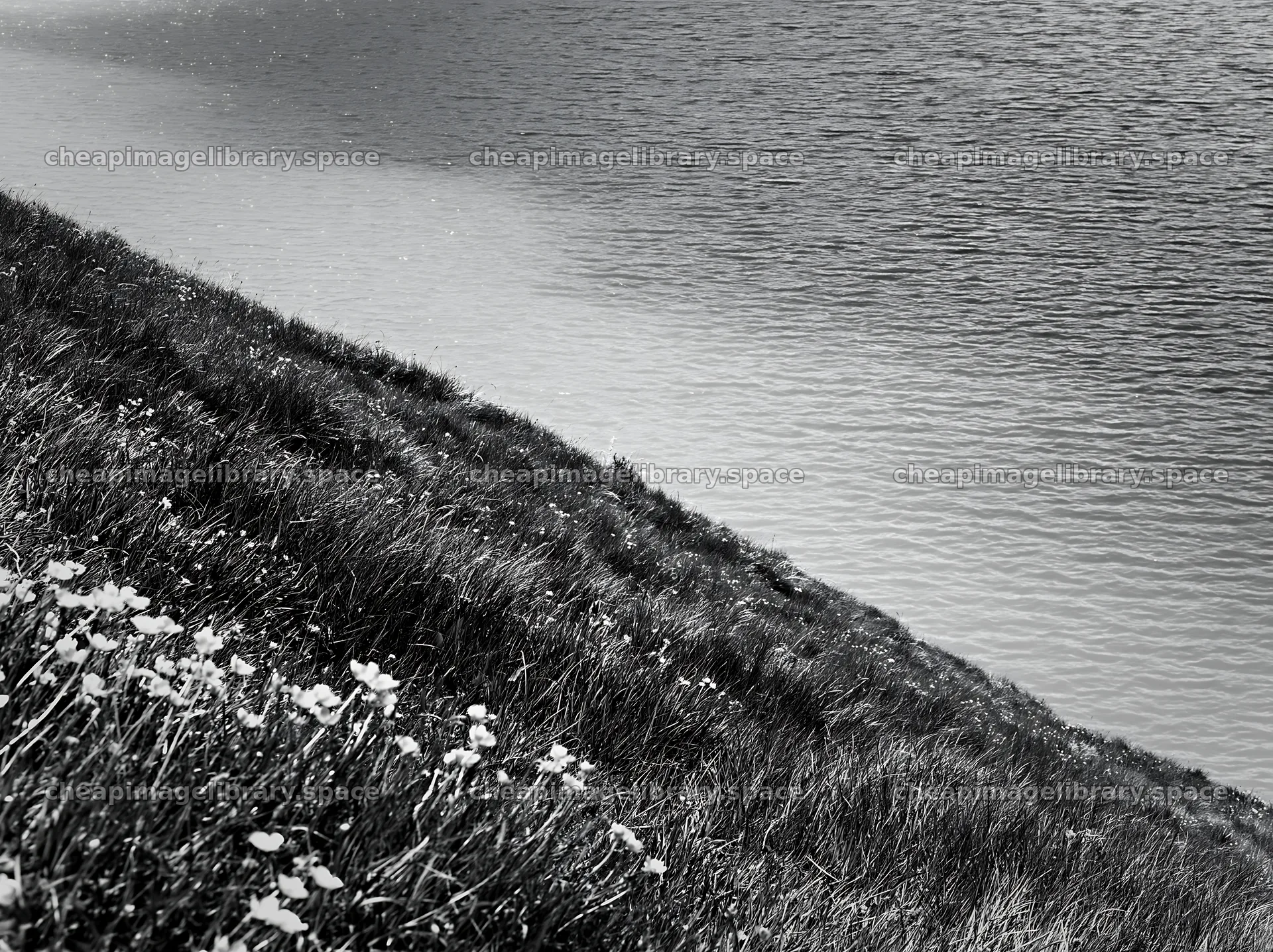 Swiss meadow beside alpine lake with flowers and water – image library 9174x6866