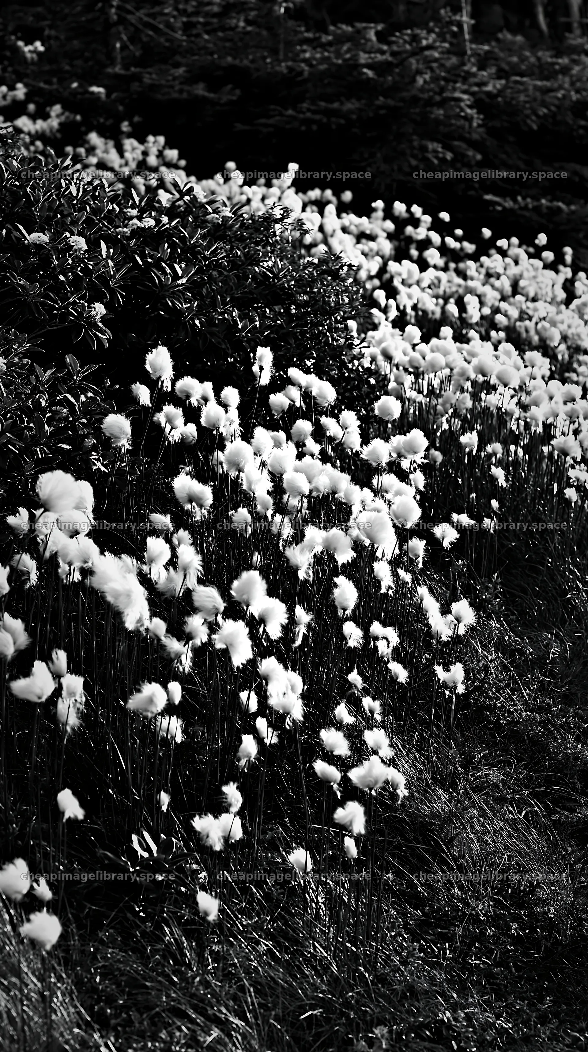Cottongrass meadow with soft white blooms by the forest edge – image library 5938x10608