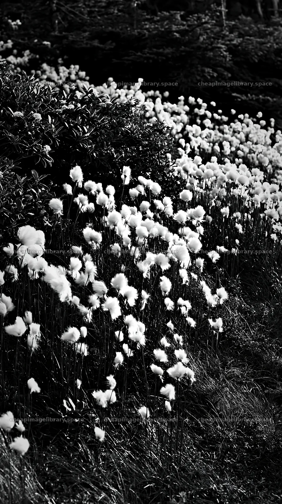 Cottongrass meadow with soft white blooms by the forest edge – image library 5938x10608