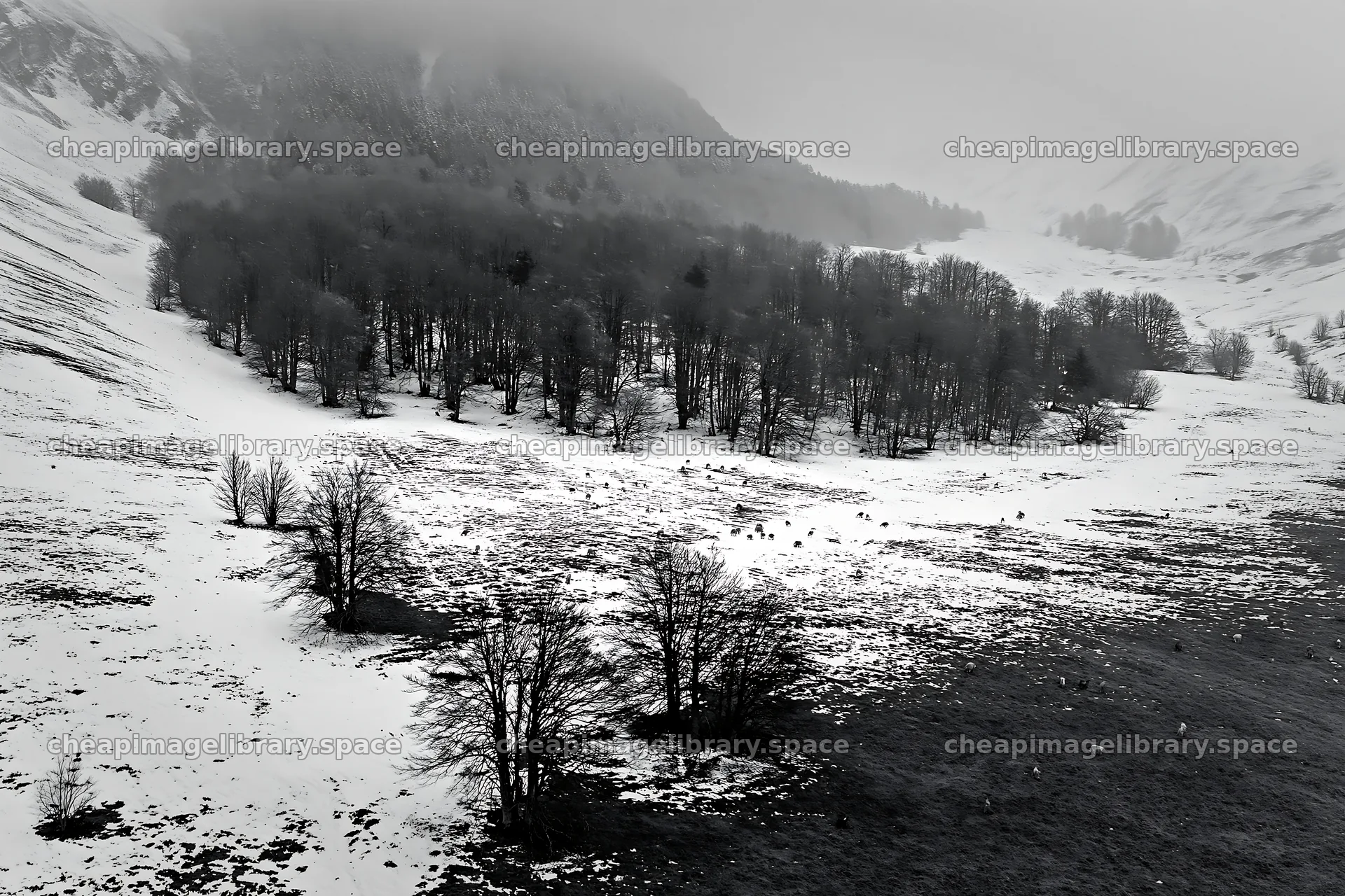 Aerial view of snowy meadow valley with trees – image library 9722x6480