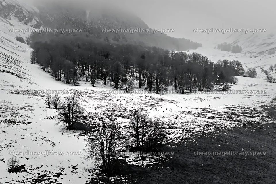 Aerial view of snowy meadow valley with trees – image library 9722x6480