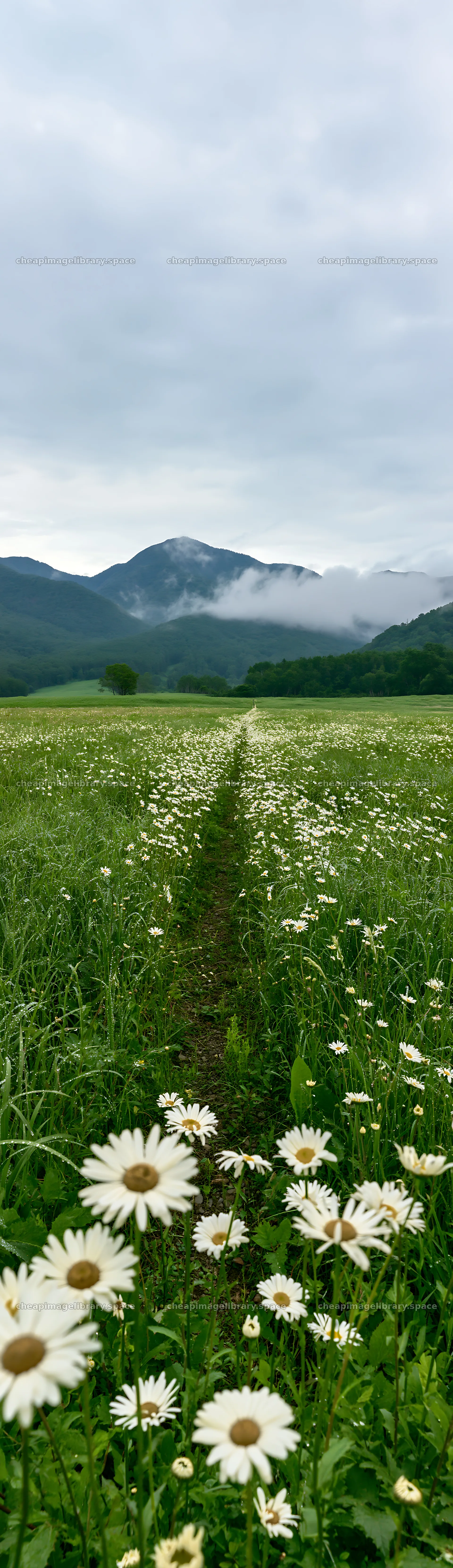 Expansive Hokkaido restoration meadow with dewdrops – image library 4268x14762