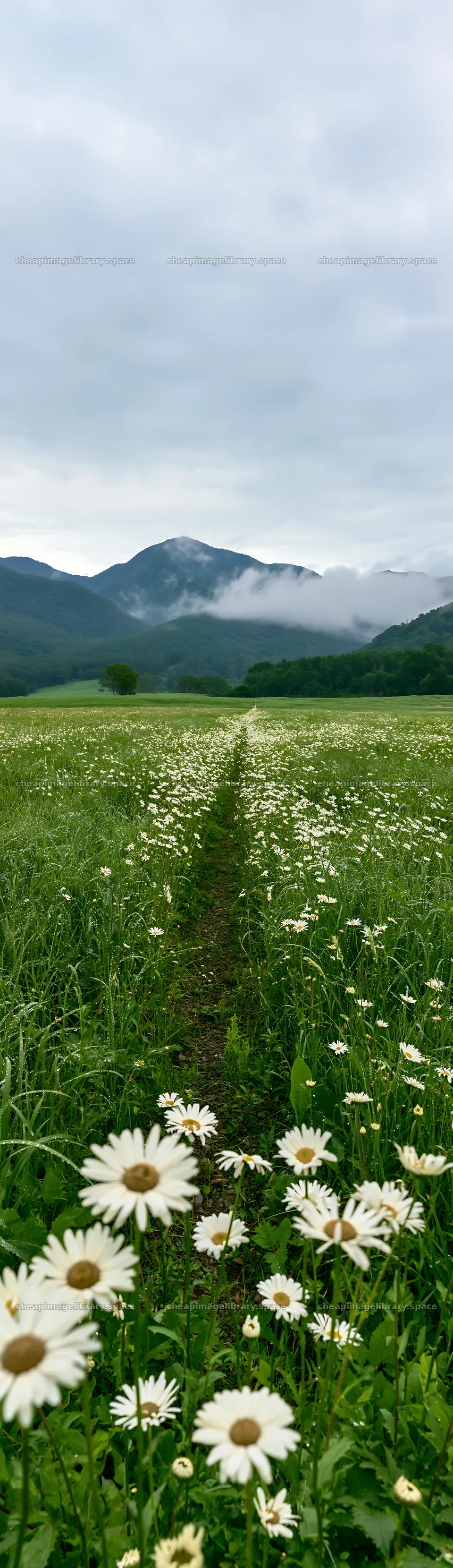Expansive Hokkaido restoration meadow with dewdrops – image library 4268x14762