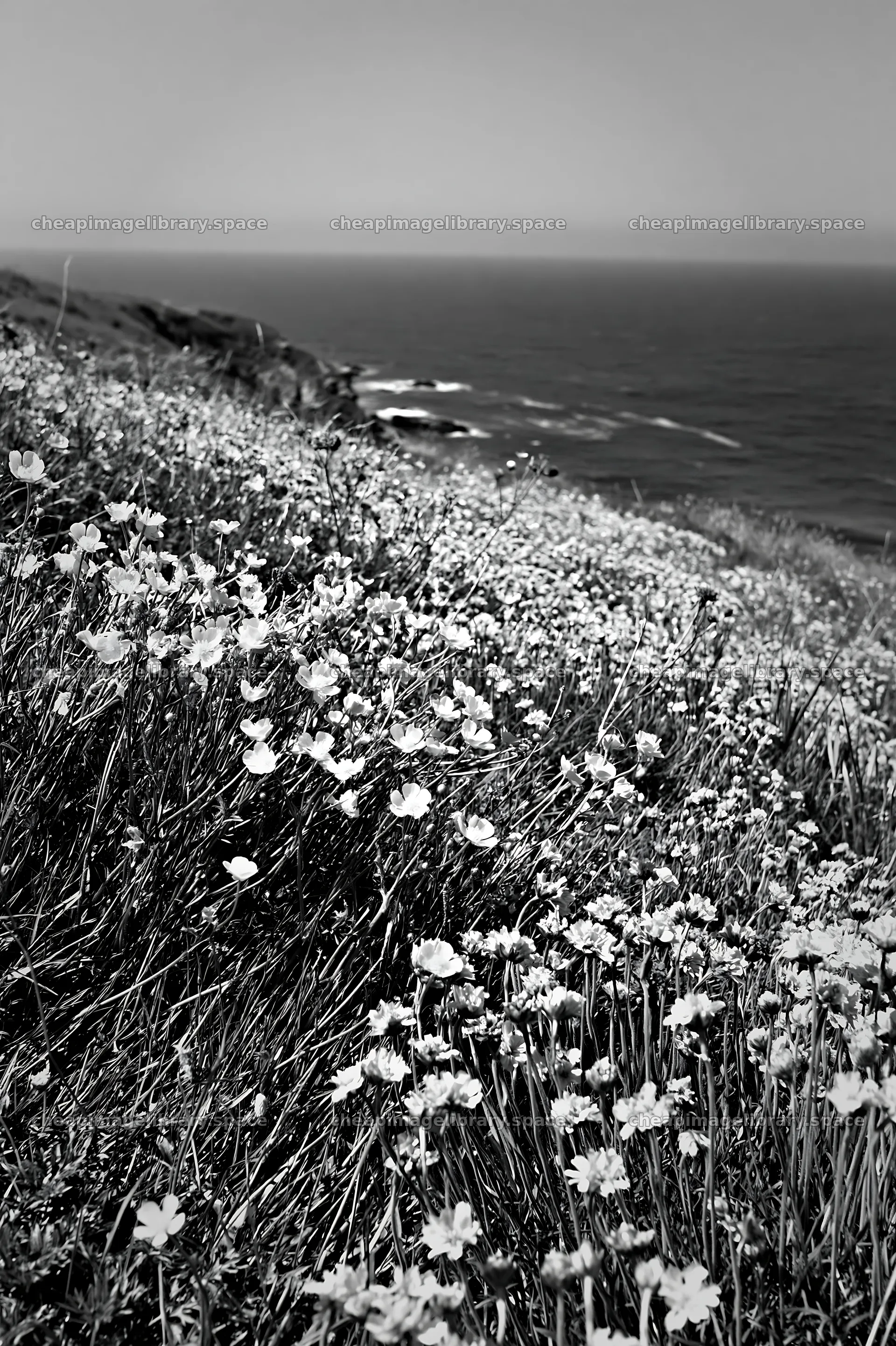 Colorful buttercup meadow by the ocean in daylight – image library 6480x9722