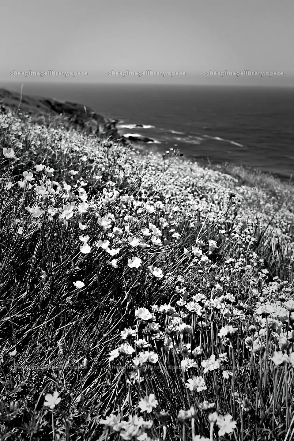 Colorful buttercup meadow by the ocean in daylight – image library 6480x9722