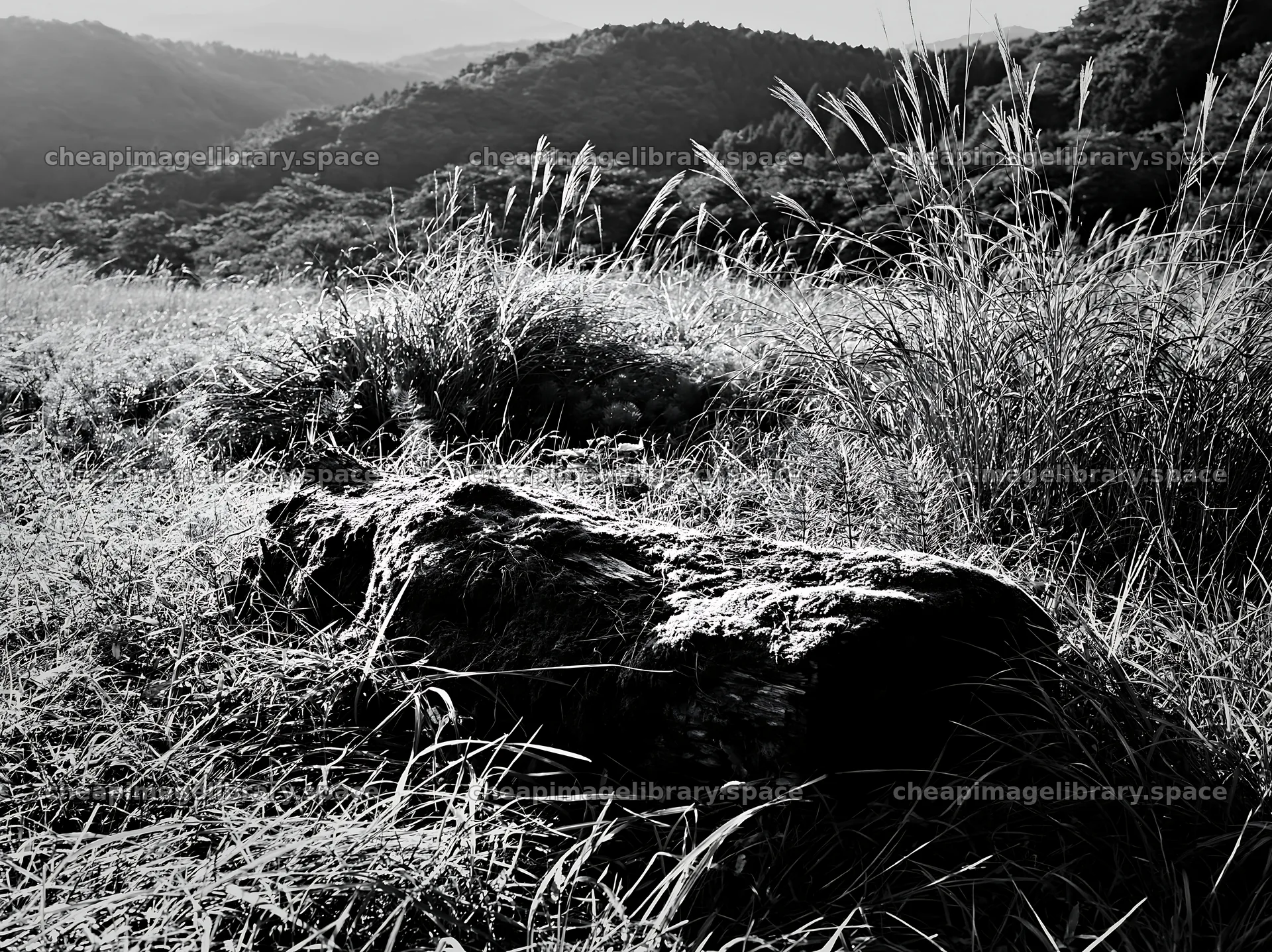 Gifu low carbon meadow mossy log rests in a natural setting – image library 9174x6866