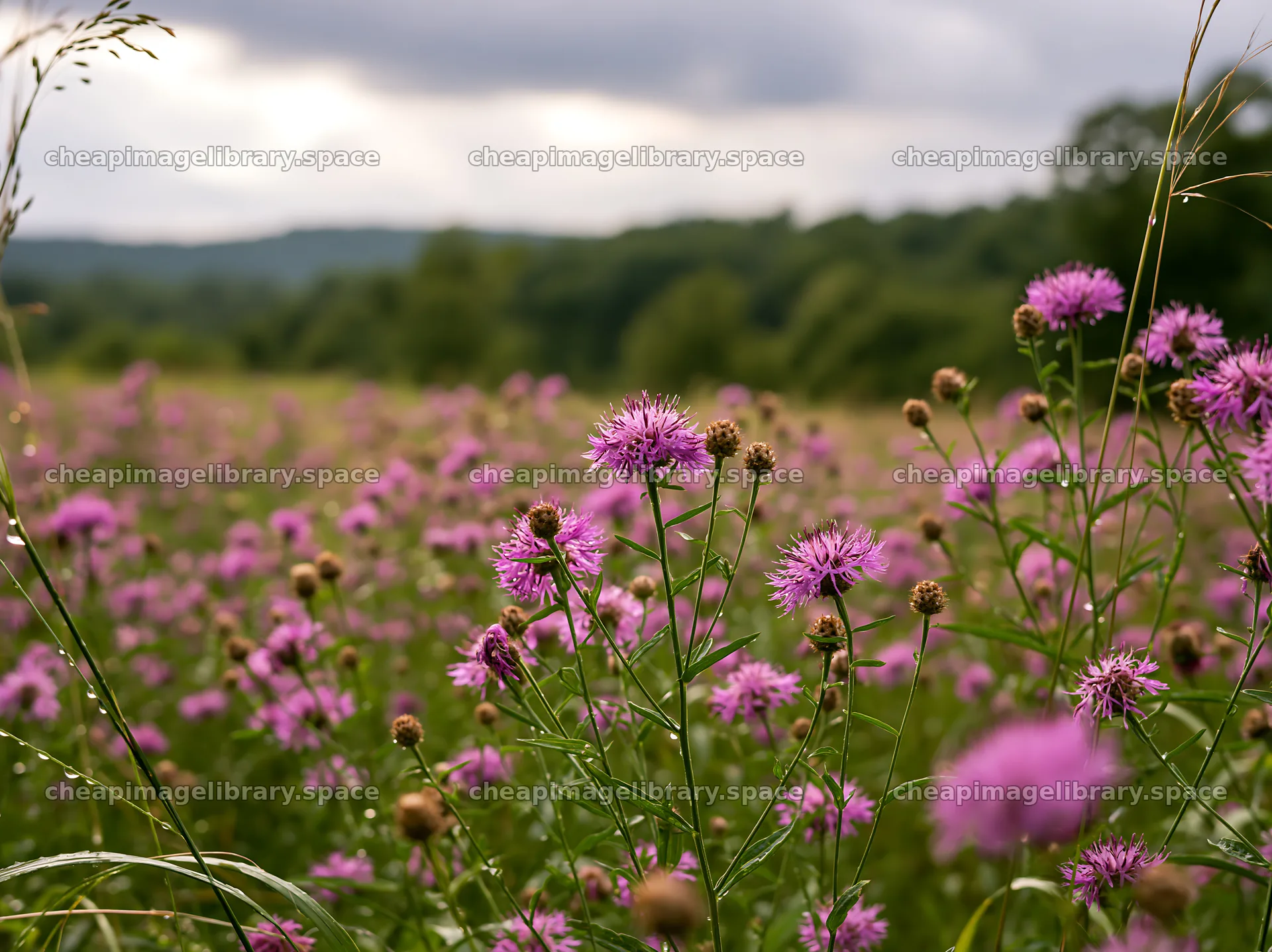 Violet knapweed meadow under cloudy sky – image library 9174x6866
