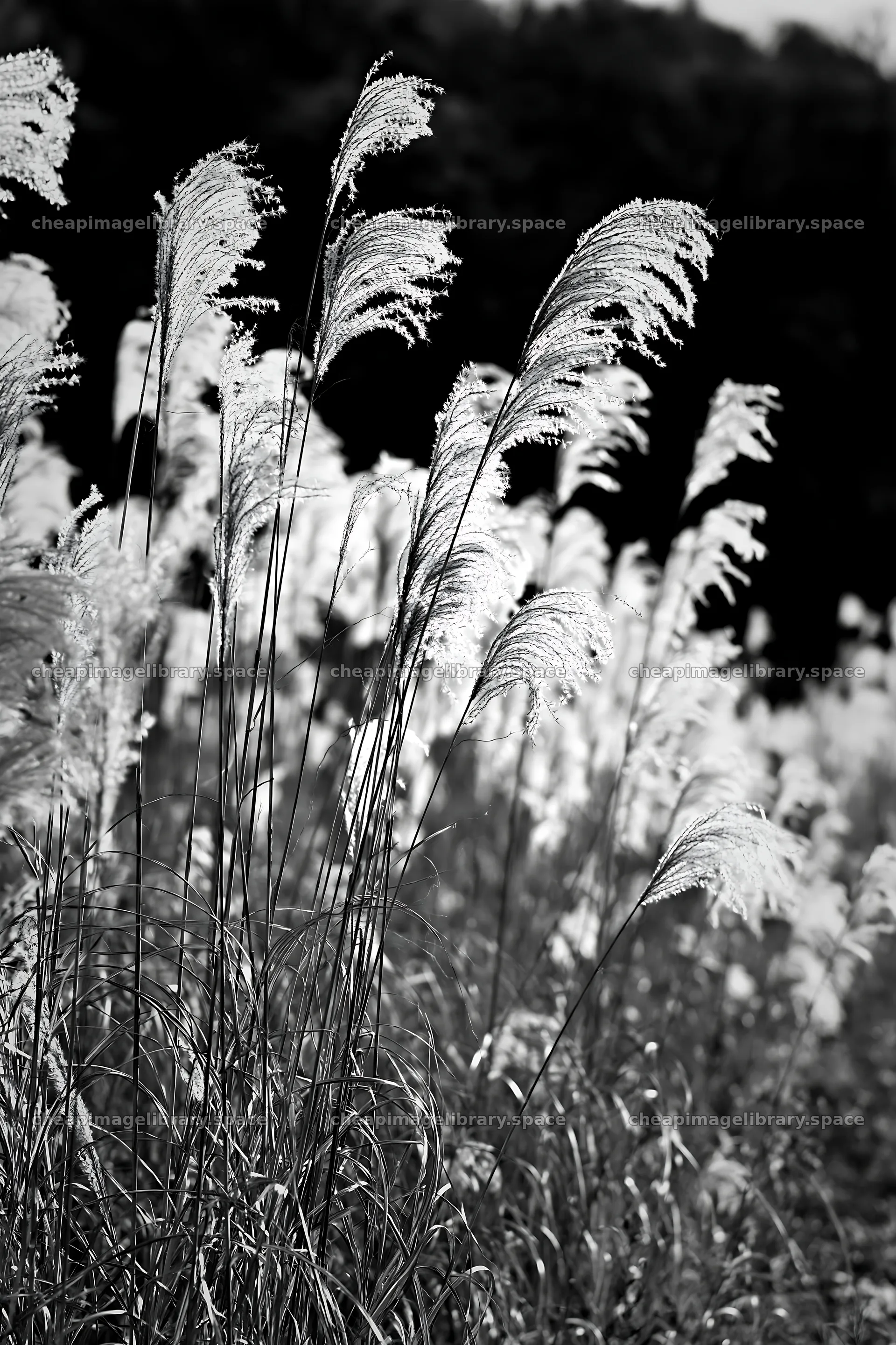 Tokyo urban biodiversity meadow with seedheads in black and white – image library 6480x9722