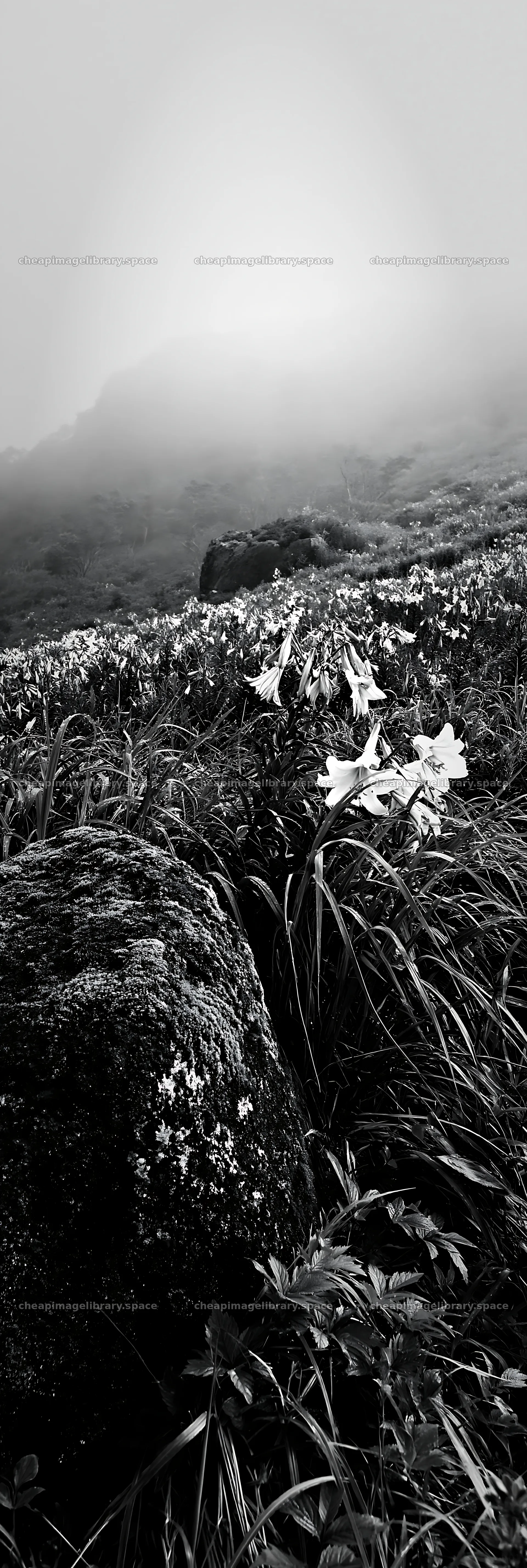 Misty meadow with moss covered stone and flowers in Shimane – image library 4602x13690