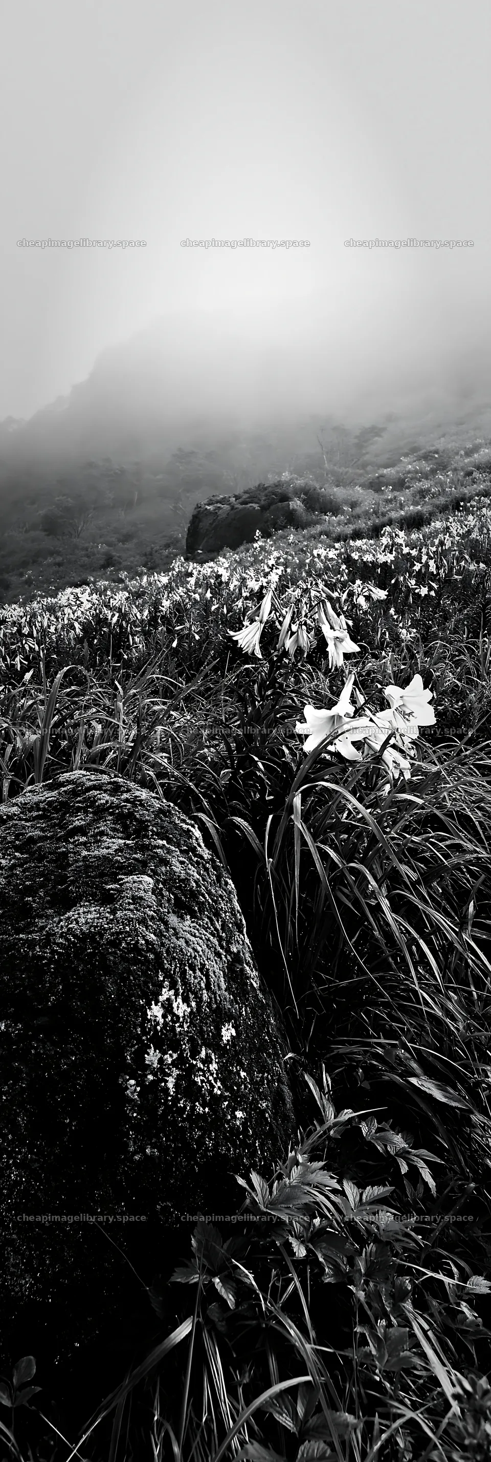 Misty meadow with moss covered stone and flowers in Shimane – image library 4602x13690