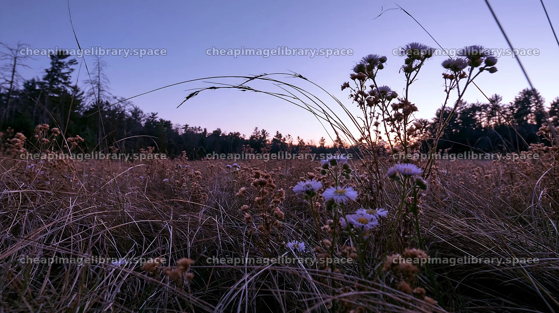 Tall grass meadow at dusk with wildflowers and forest backdrop – image library 10608x5938