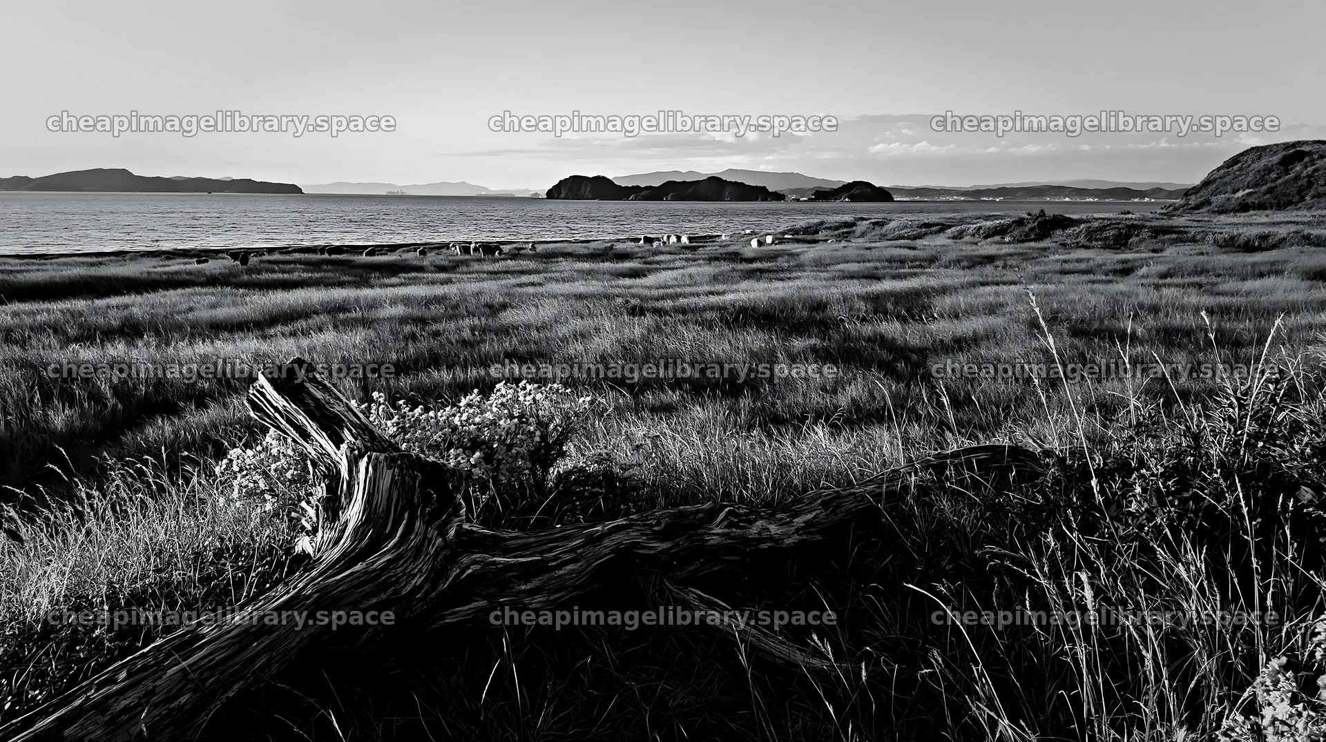 Nagasaki coastal meadow with driftwood in foreground – image library 10608x5938