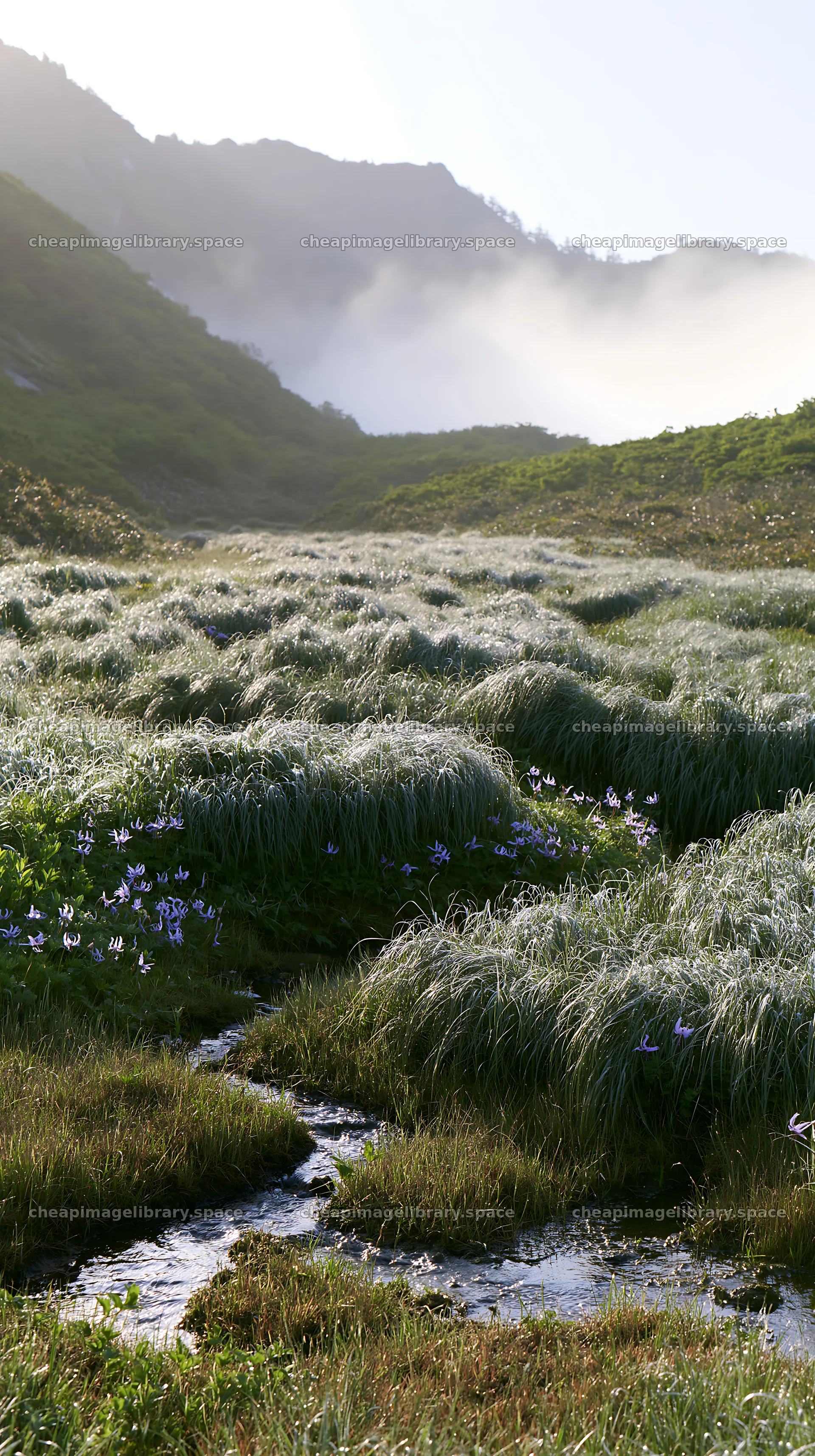 Akita snowmelt meadow with silver grasses at sunrise – image library 5938x10608