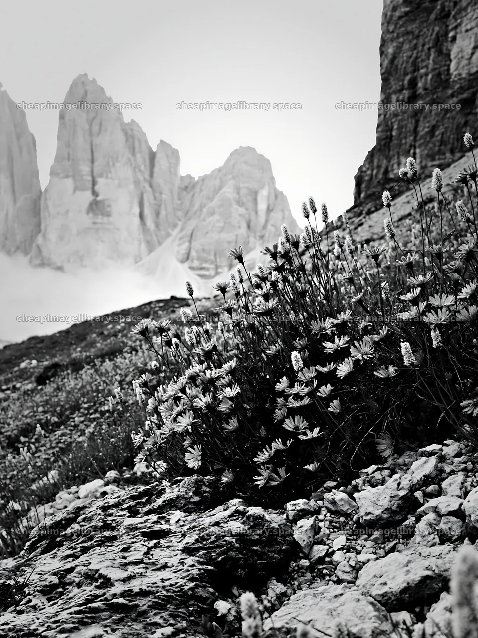 Climate-resilient meadow with purple flowers and rocky landscape – image library 6866x9174
