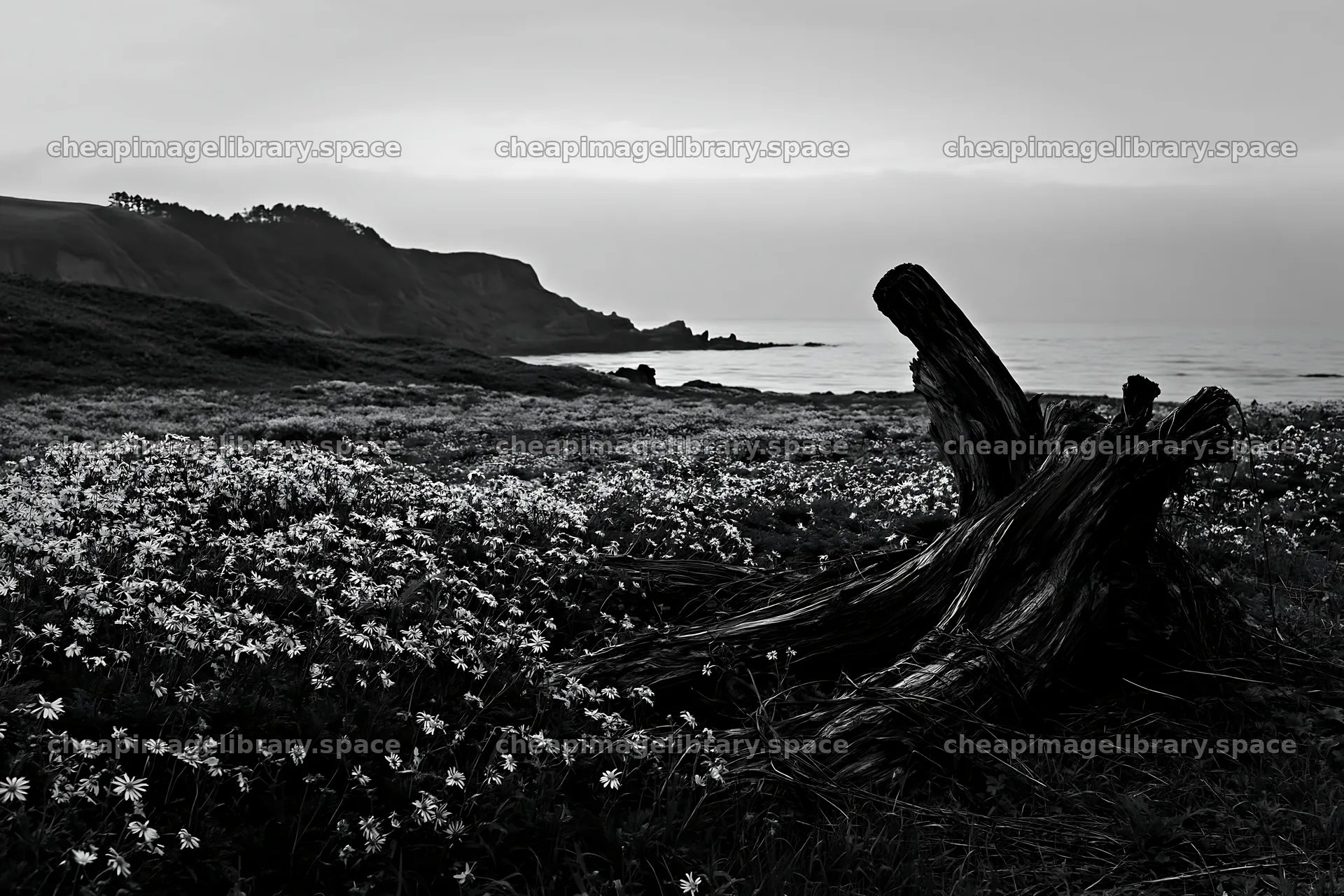 Ishikawa coastal meadow storm washed driftwood in floral setting – image library 9722x6480