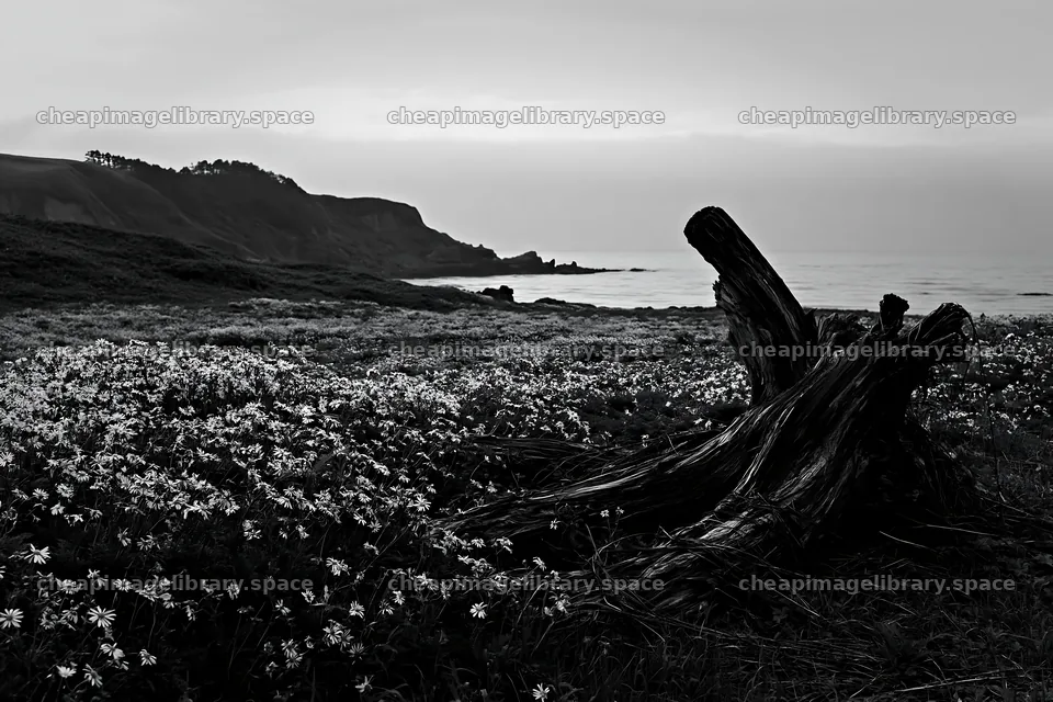 Ishikawa coastal meadow storm washed driftwood in floral setting – image library 9722x6480