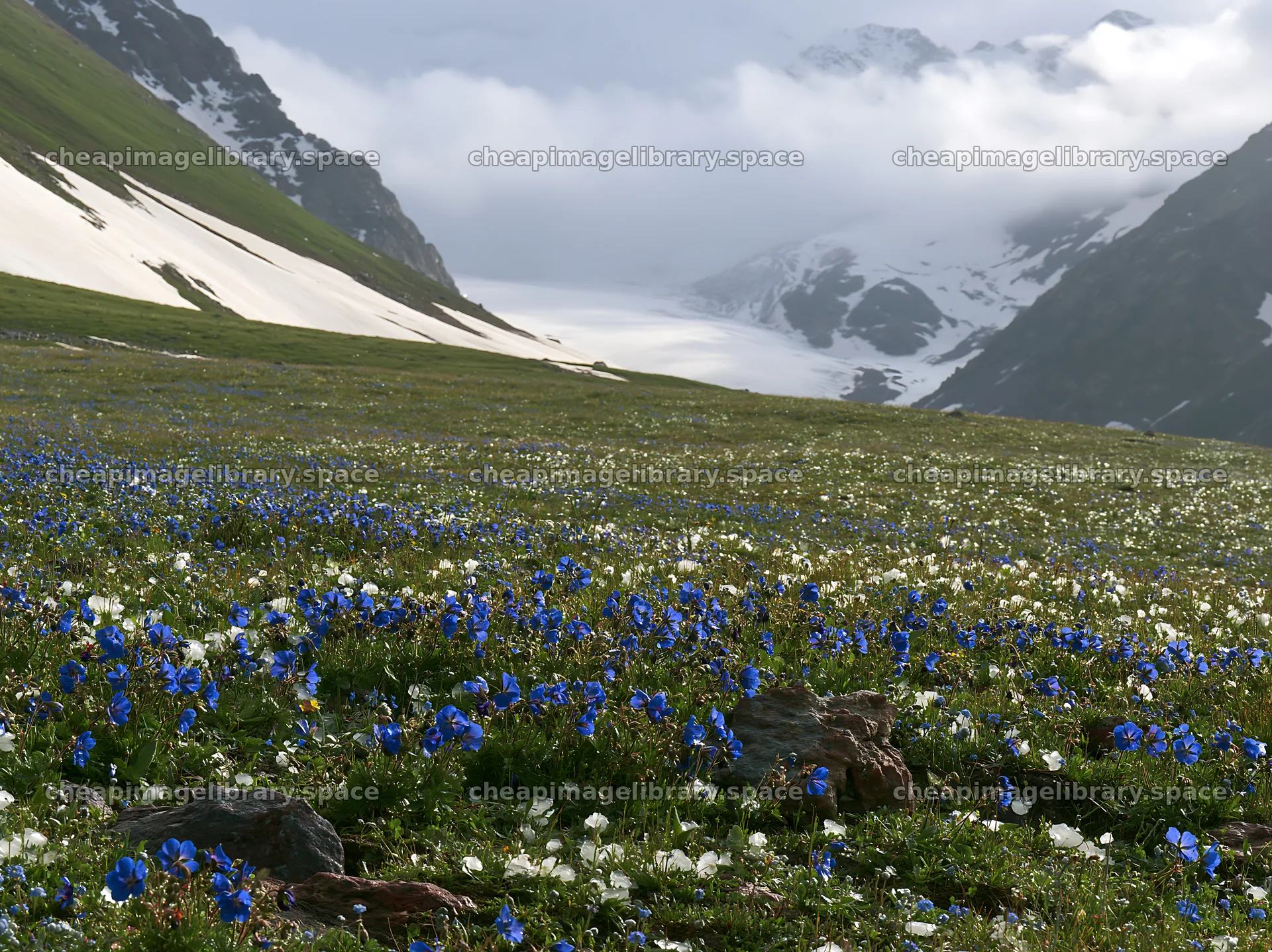 Snowline meadow with wildflowers and snow-capped mountains – image library 9174x6866