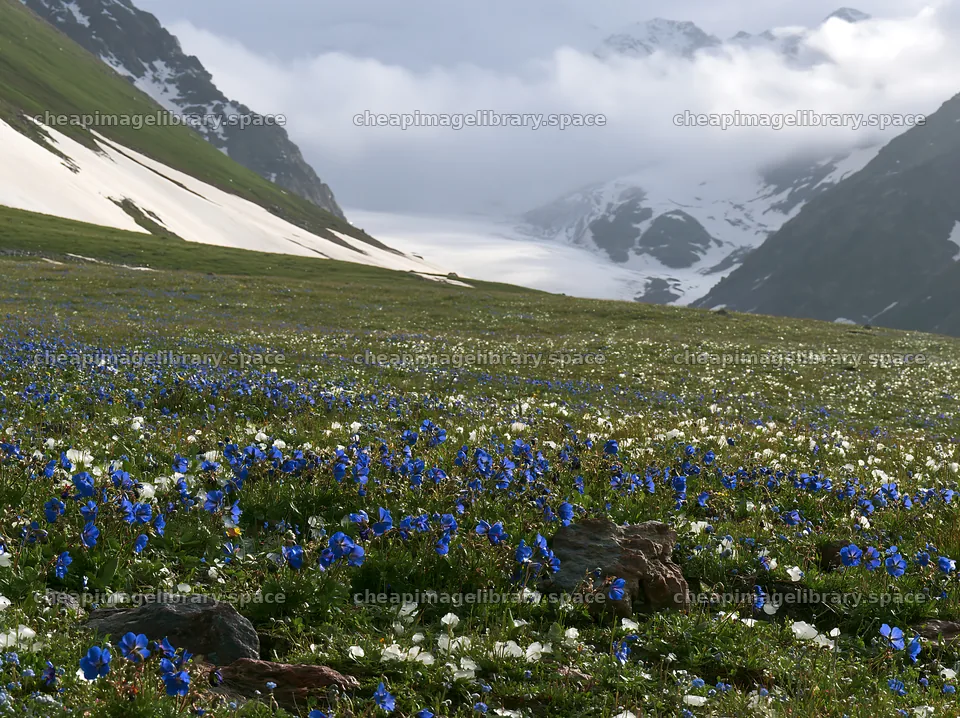 Snowline meadow with wildflowers and snow-capped mountains – image library 9174x6866