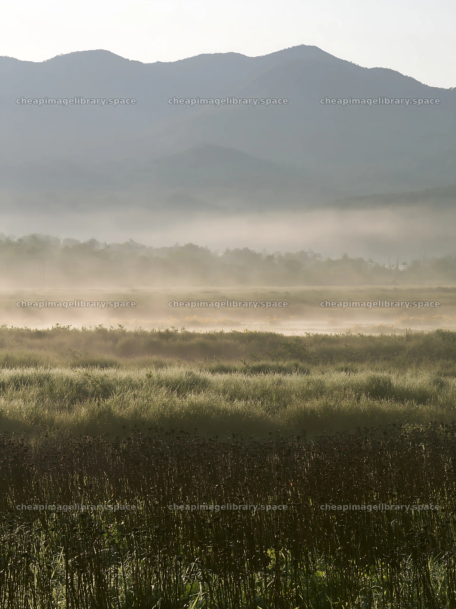 Akita snowmelt meadow with silver grasses in early morning light – image library 6866x9174