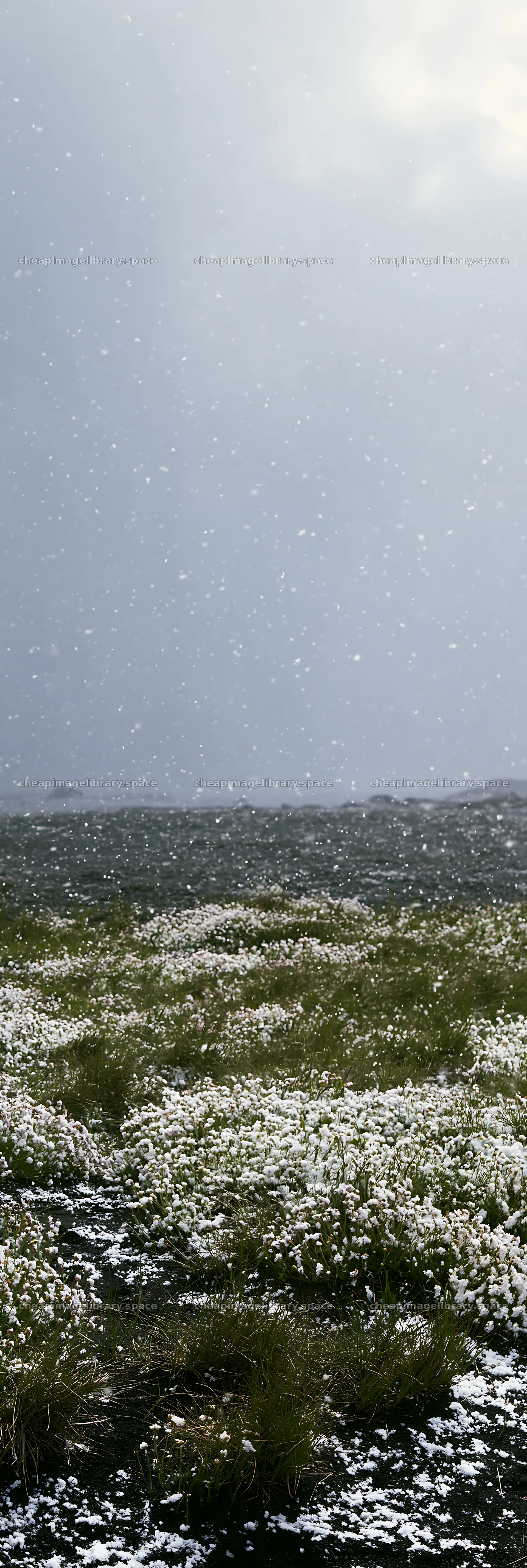 Snowy beach meadow with grass and falling snow – image library 4602x13690