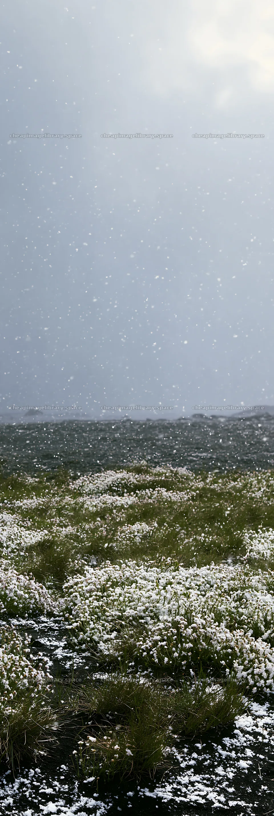 Snowy beach meadow with grass and falling snow – image library 4602x13690