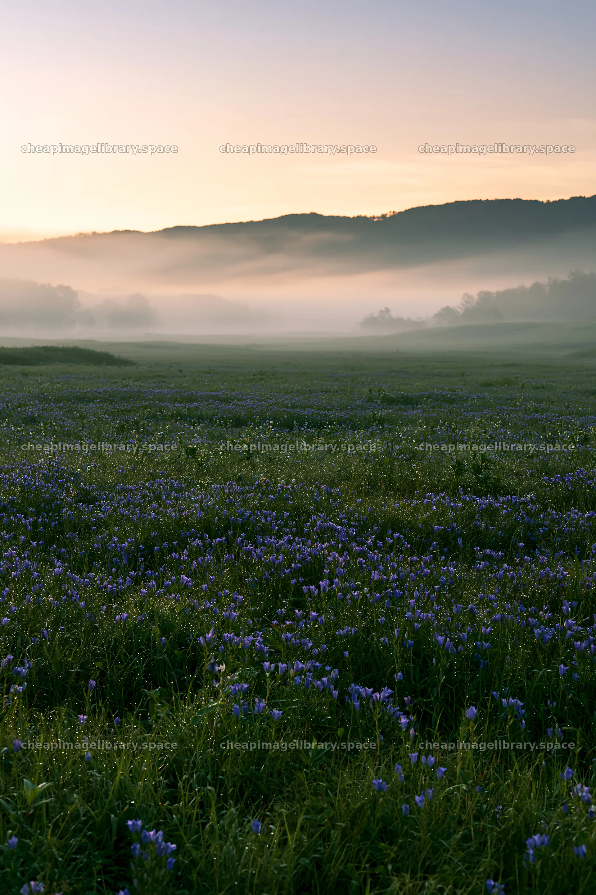 Expansive Hokkaido restoration meadow with dewdrops – image library 6480x9722