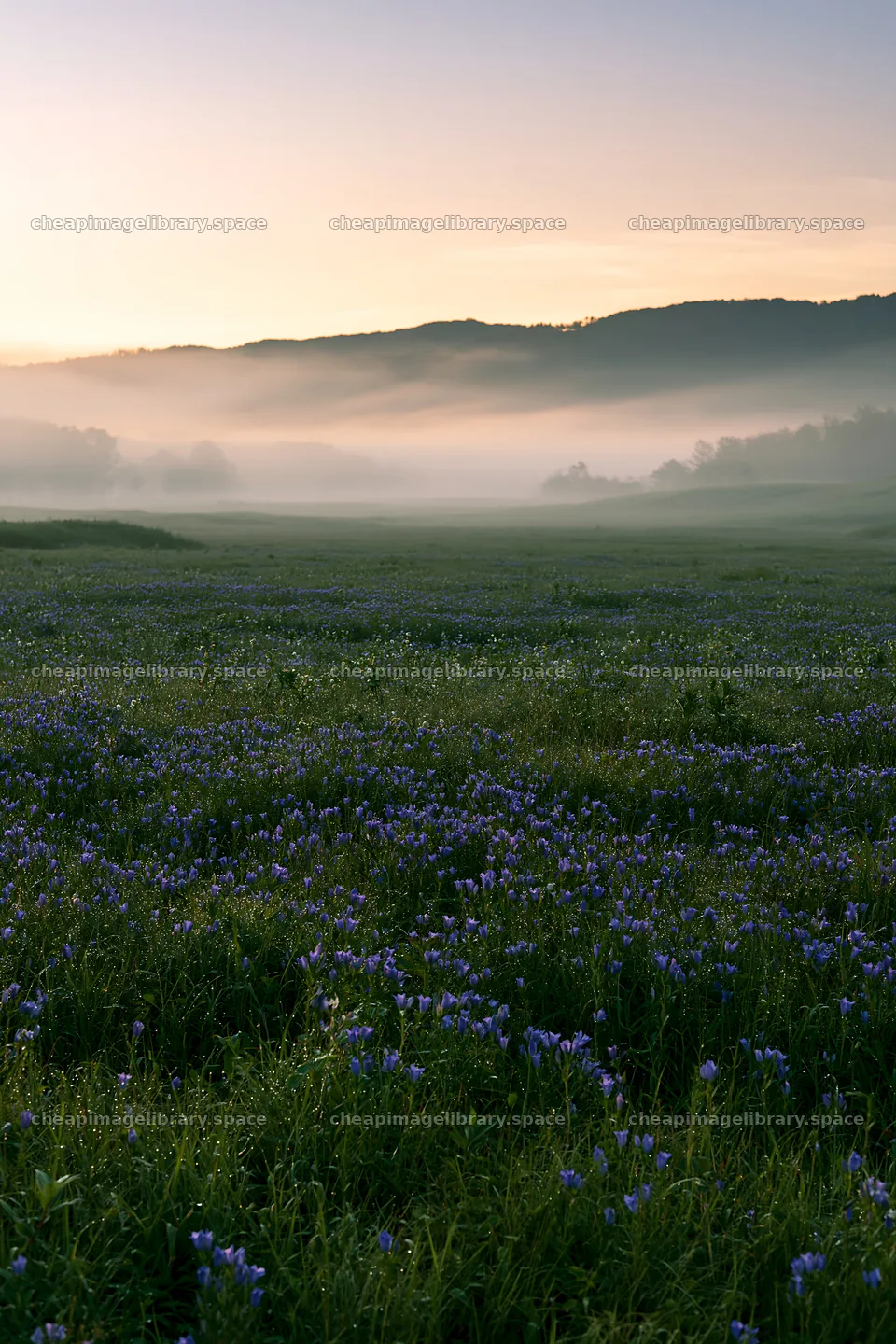 Expansive Hokkaido restoration meadow with dewdrops – image library 6480x9722