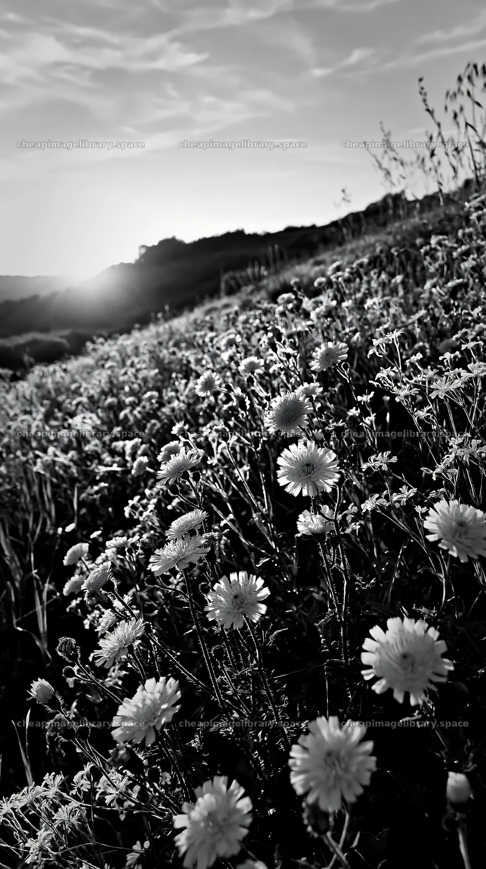 German foothill meadow with wildflowers at sunset – image library 5938x10608