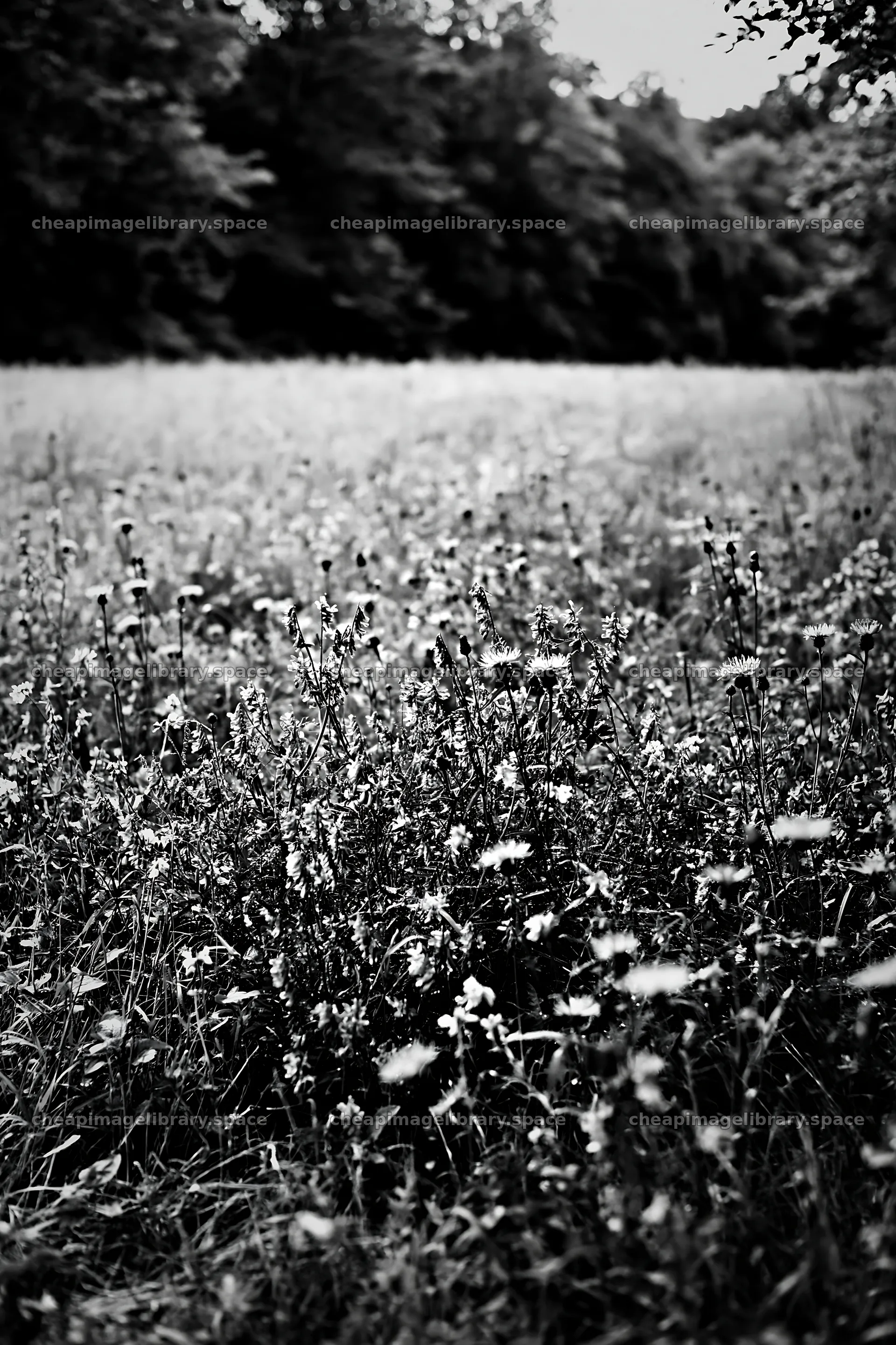 Flower meadow by woodland in black and white – image library 6480x9722