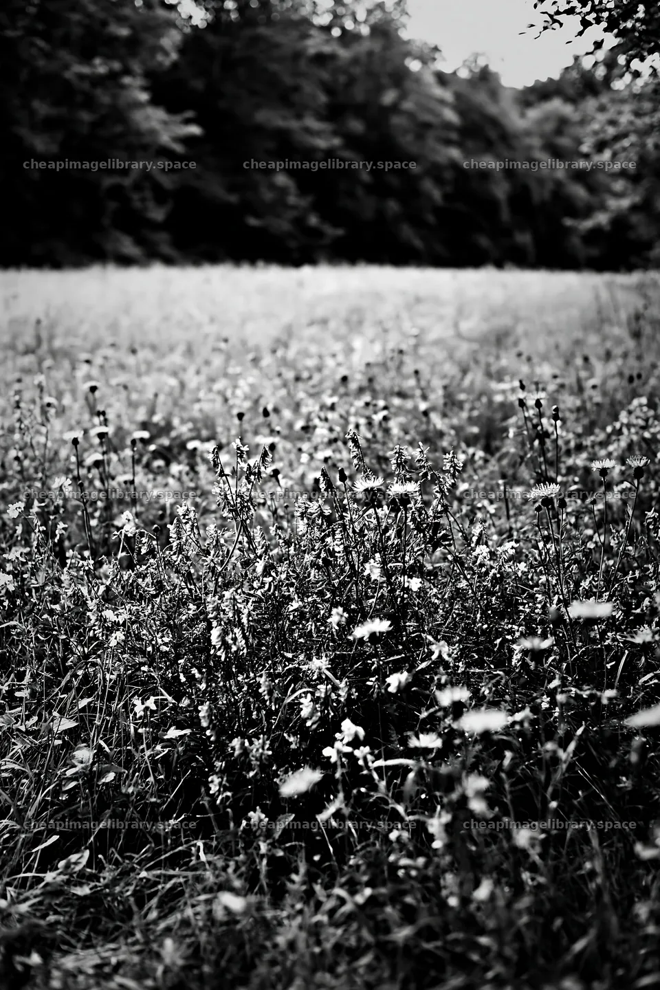 Flower meadow by woodland in black and white – image library 6480x9722