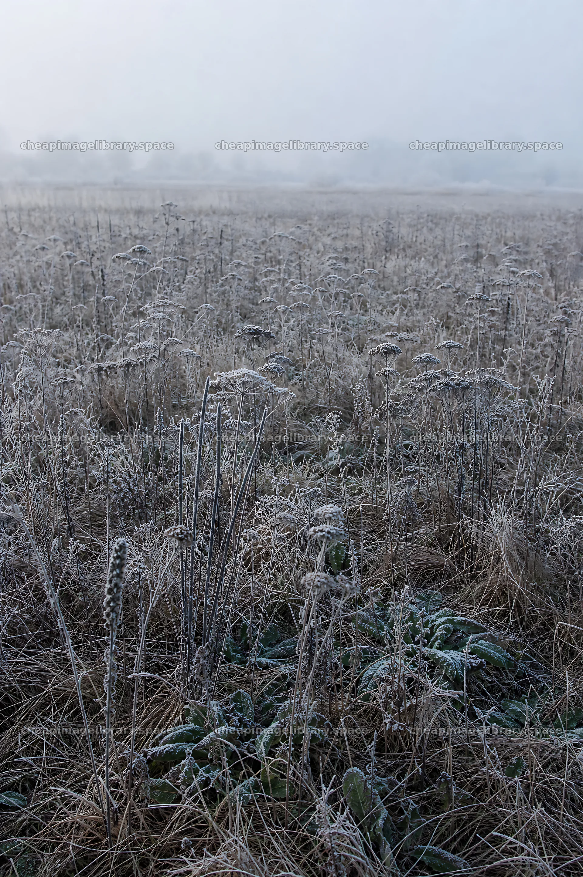 Frost-covered rewilded meadow in winter landscape – image library 6468x9740
