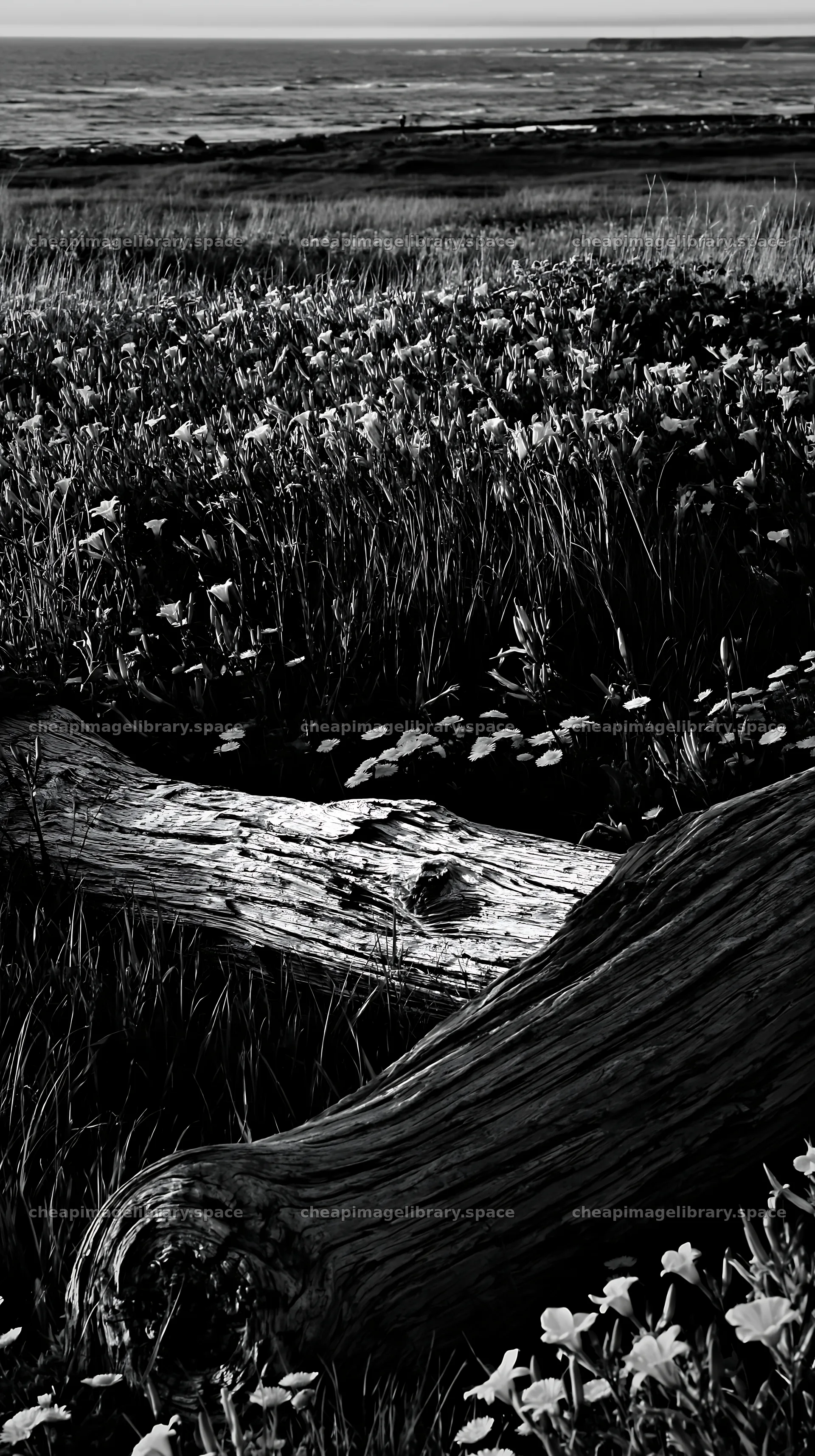 Chiba coastal climate meadow driftwood foreground – image library 5938x10608