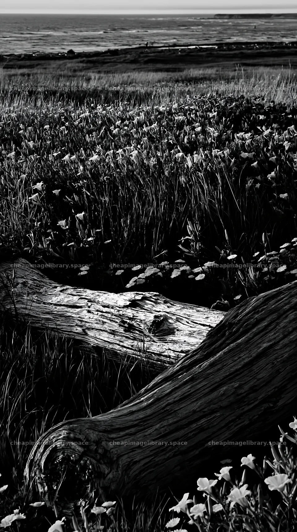 Chiba coastal climate meadow driftwood foreground – image library 5938x10608