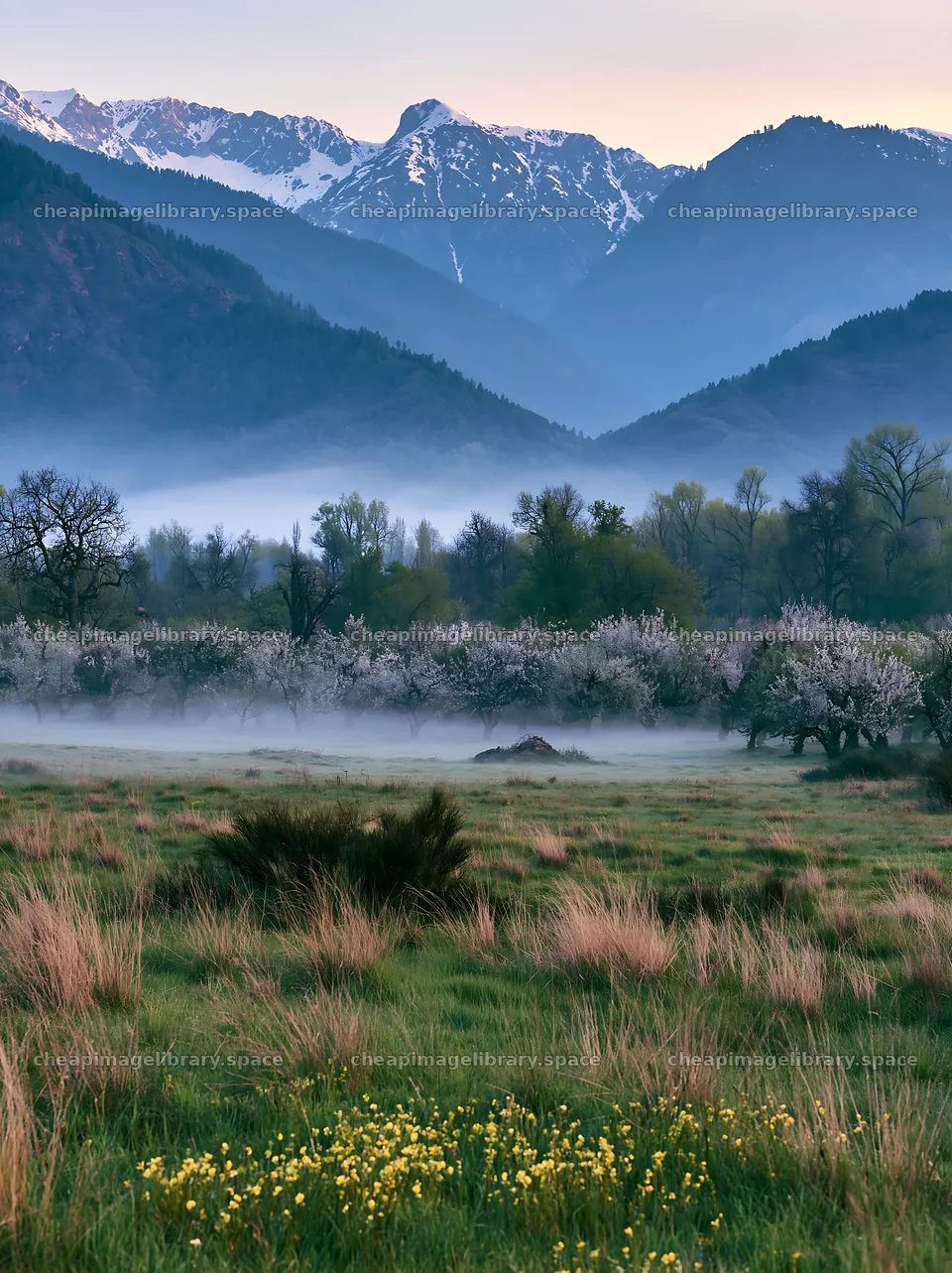 Valley apple meadow with mountains and fog in the background – image library 6866x9174