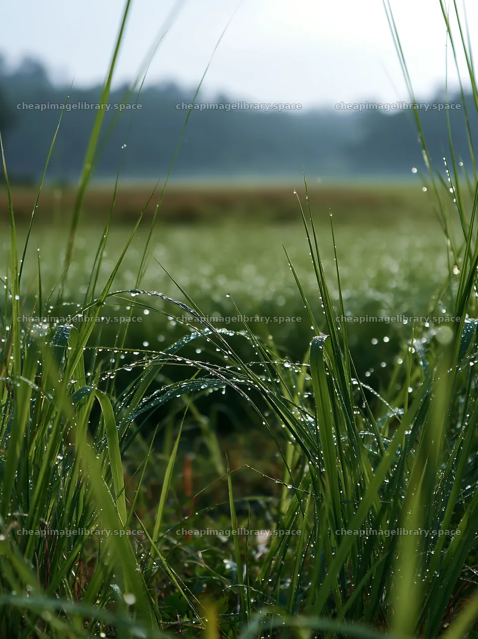 Kochi monsoon meadow rain beaded grasses glisten in sunlight – image library 6866x9174
