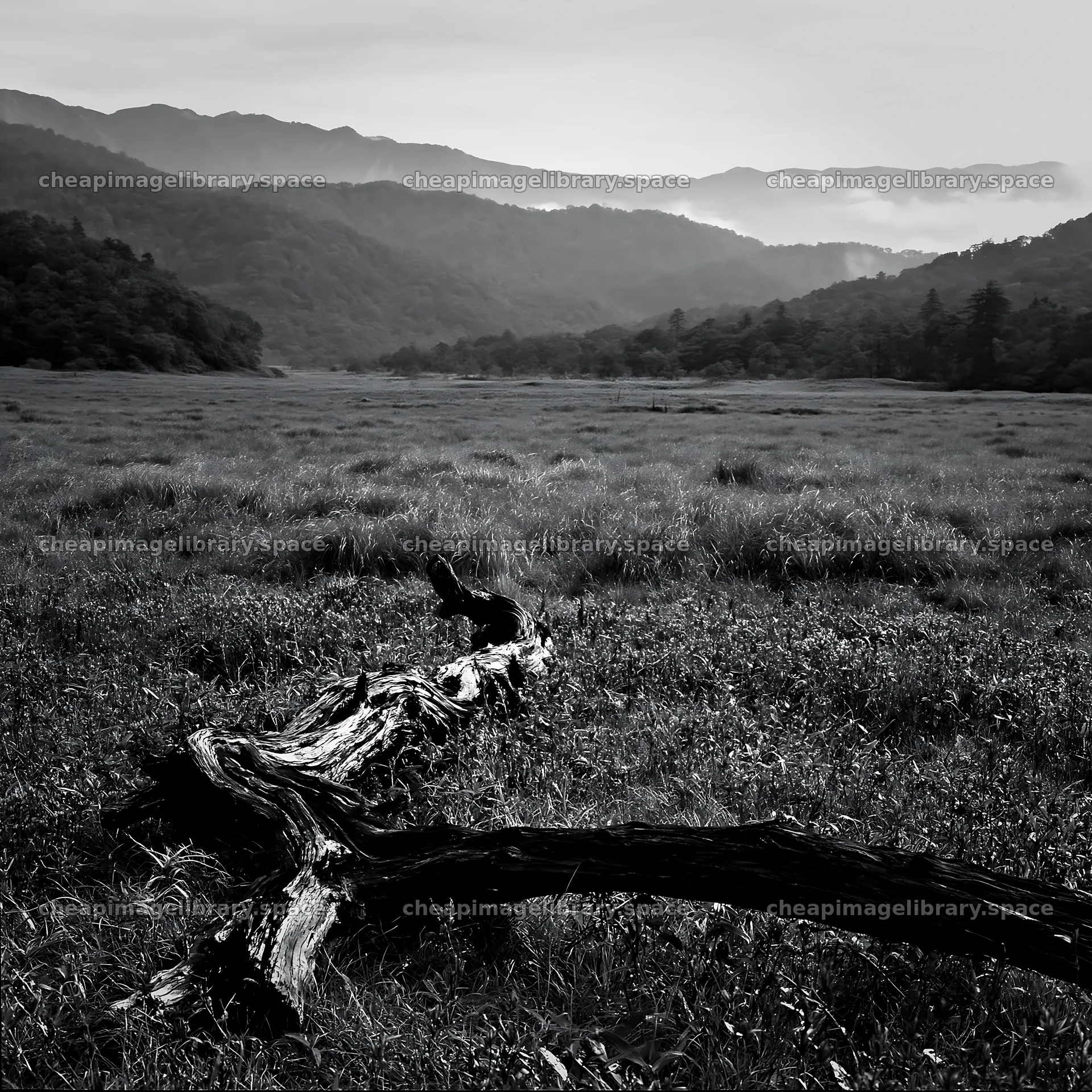 Wakayama autumn meadow weathered wood in the foreground – image library 7938x7938