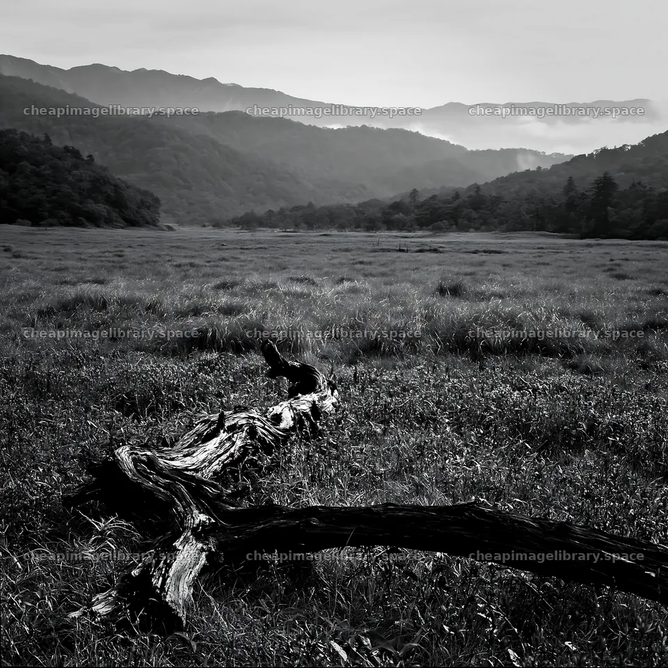 Wakayama autumn meadow weathered wood in the foreground – image library 7938x7938