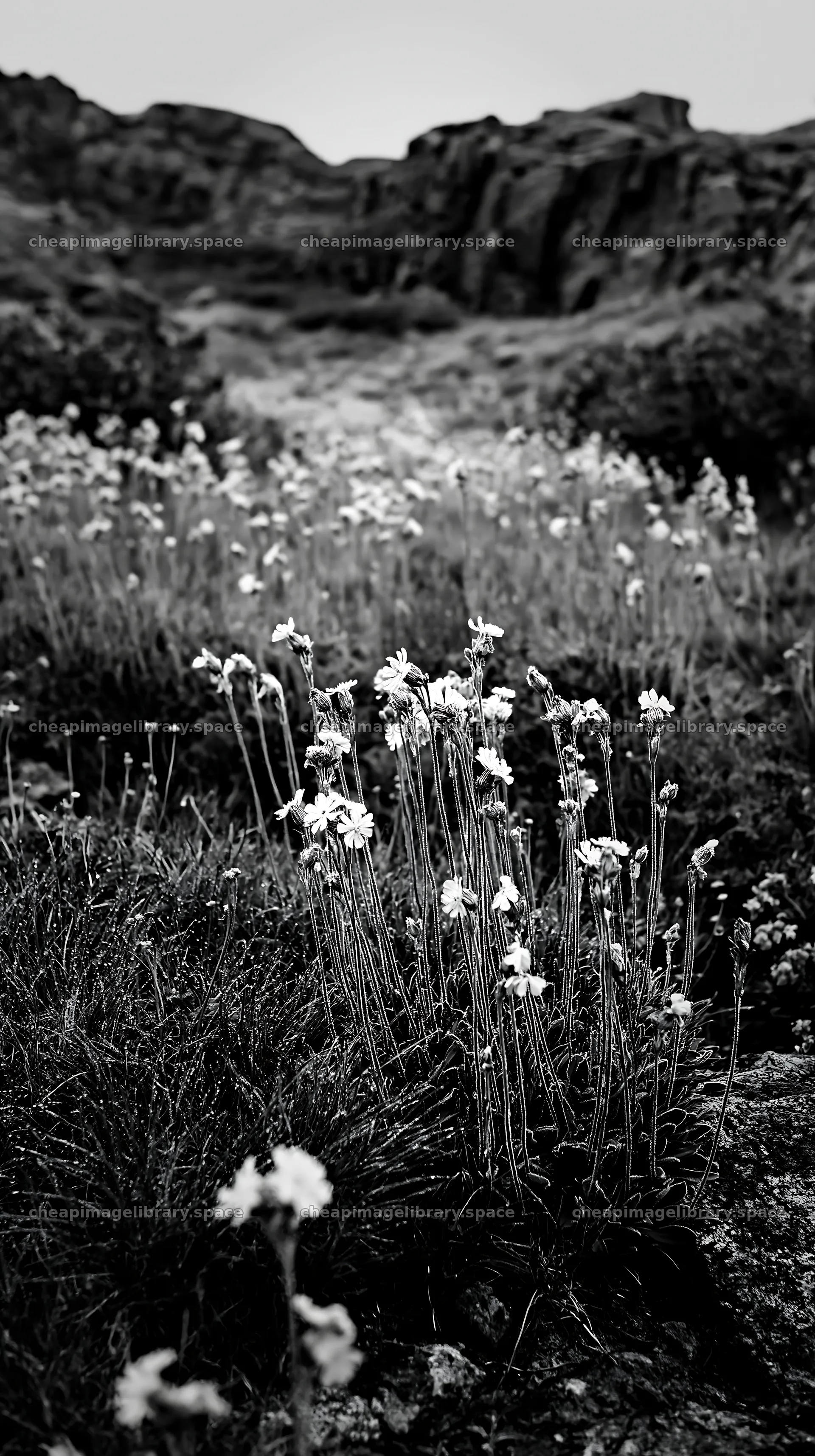 Pink campion flowers in a meadow with rocky backdrop – image library 5938x10608