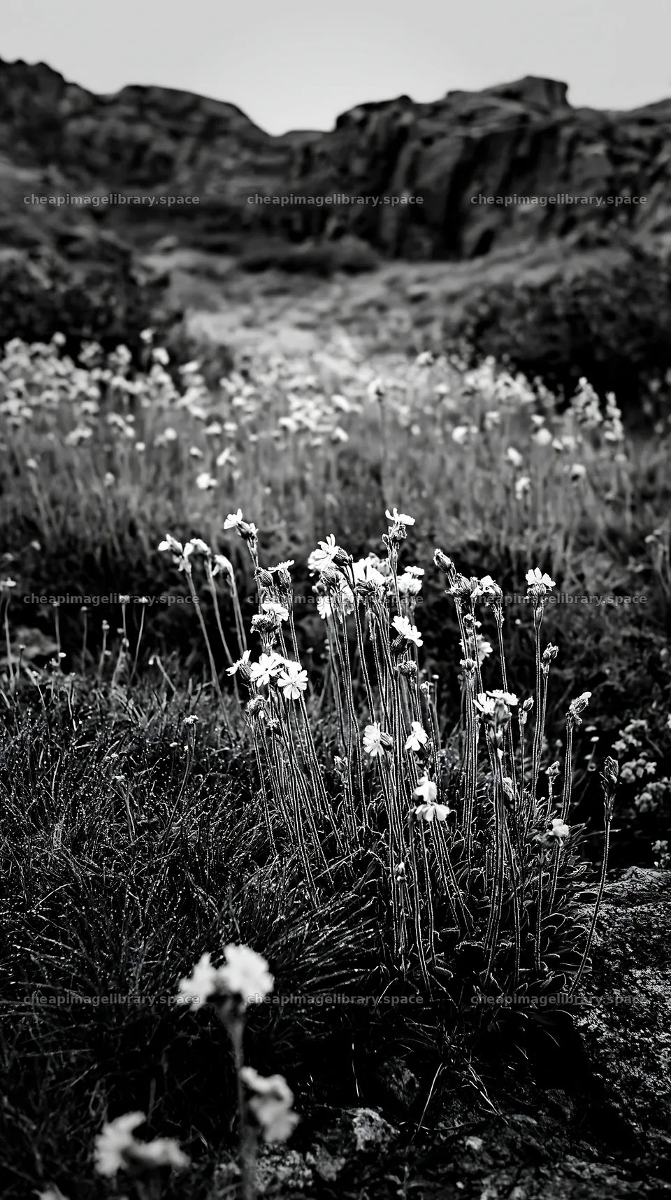 Pink campion flowers in a meadow with rocky backdrop – image library 5938x10608