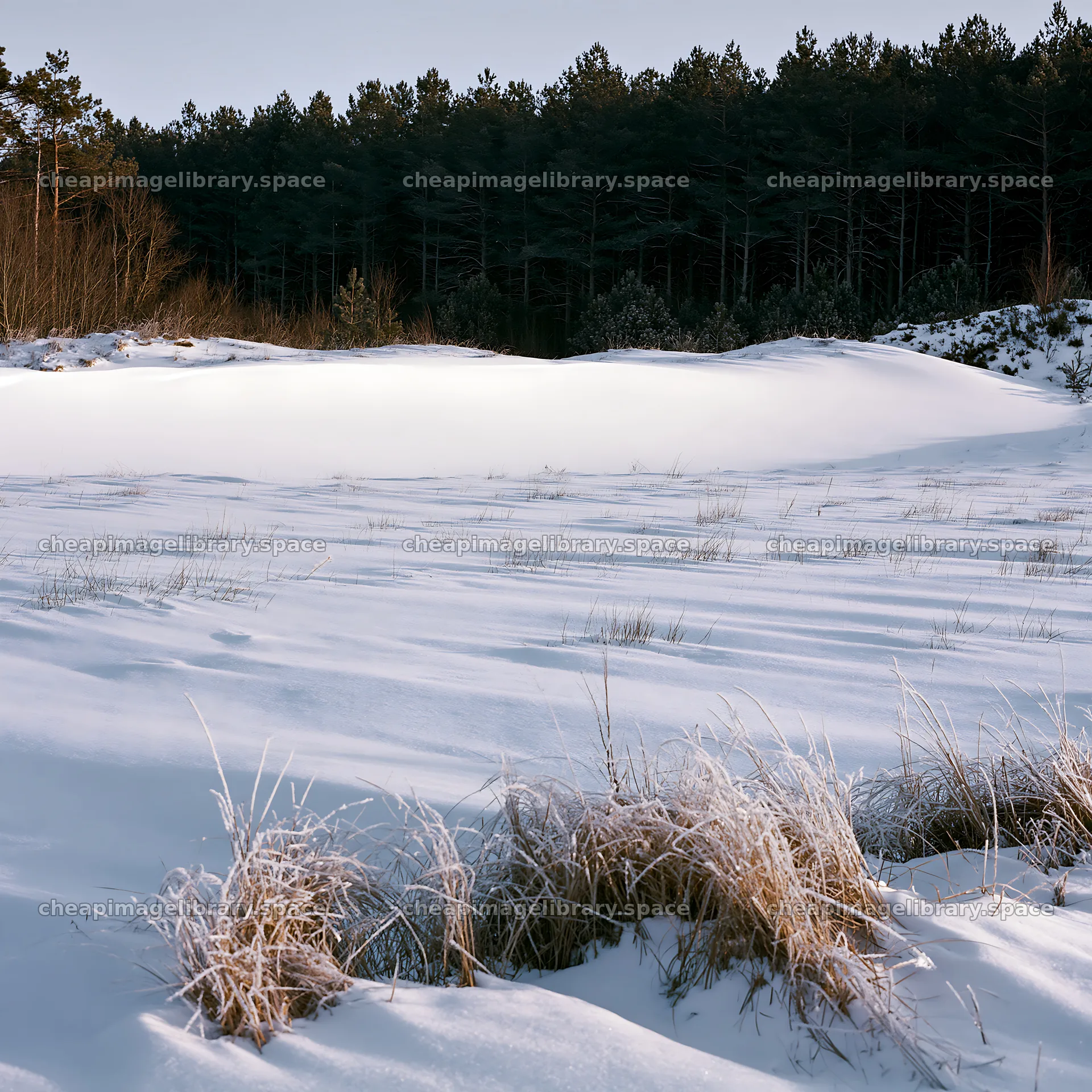Dune meadow covered in snow with distant trees – image library 7938x7938