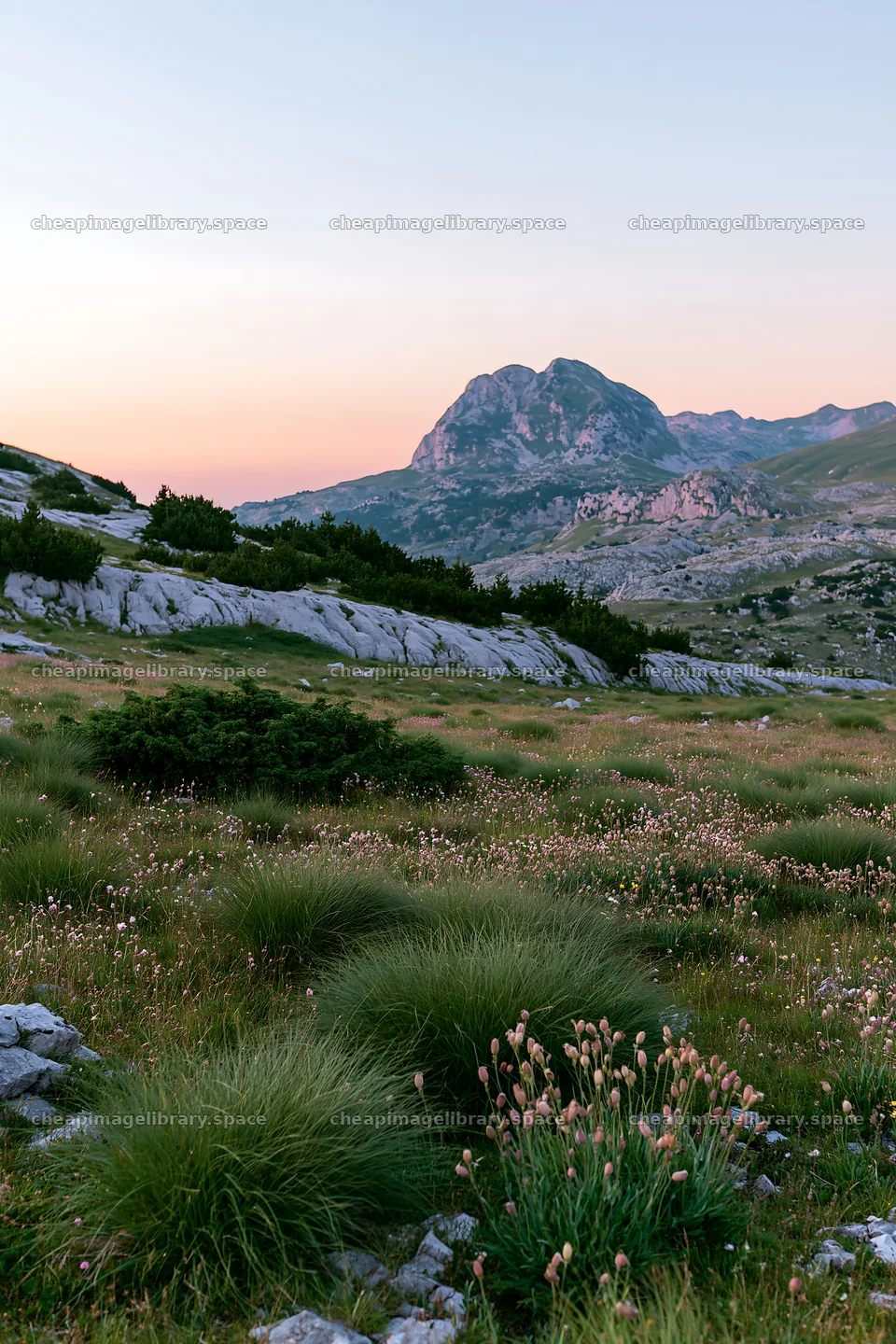 Night-blooming meadow with mountain backdrop at dusk – image library 6480x9722