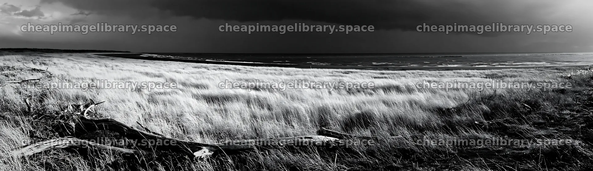 Chiba coastal climate meadow driftwood foreground – image library 14762x4268