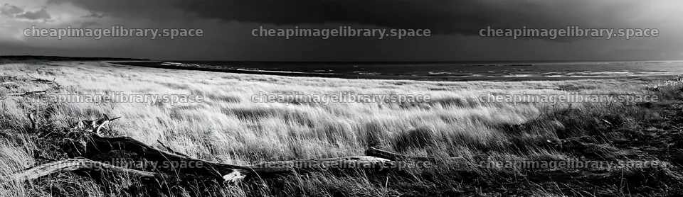 Chiba coastal climate meadow driftwood foreground – image library 14762x4268