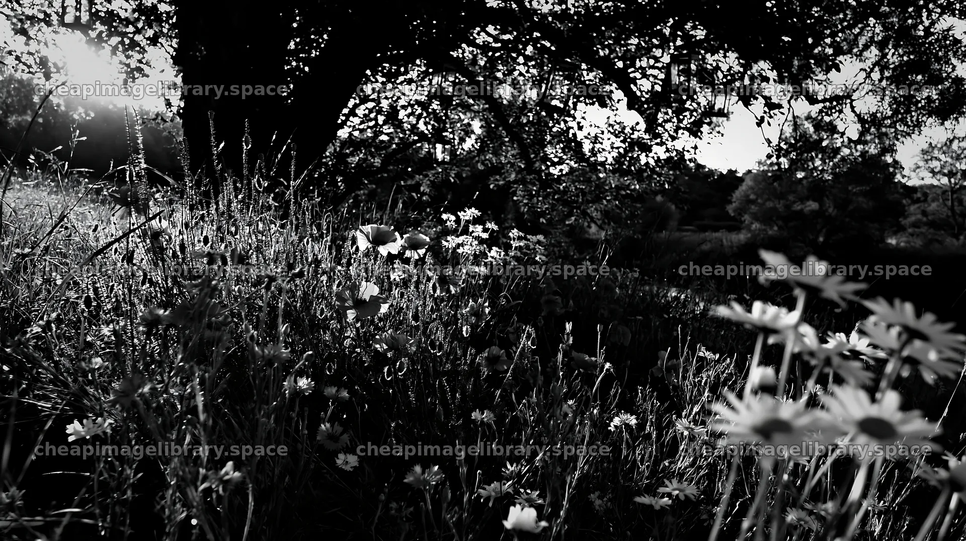 Christmas lanterns above stream in meadow – image library 10608x5938