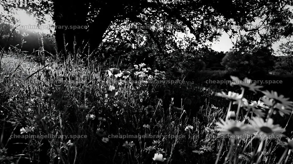 Christmas lanterns above stream in meadow – image library 10608x5938