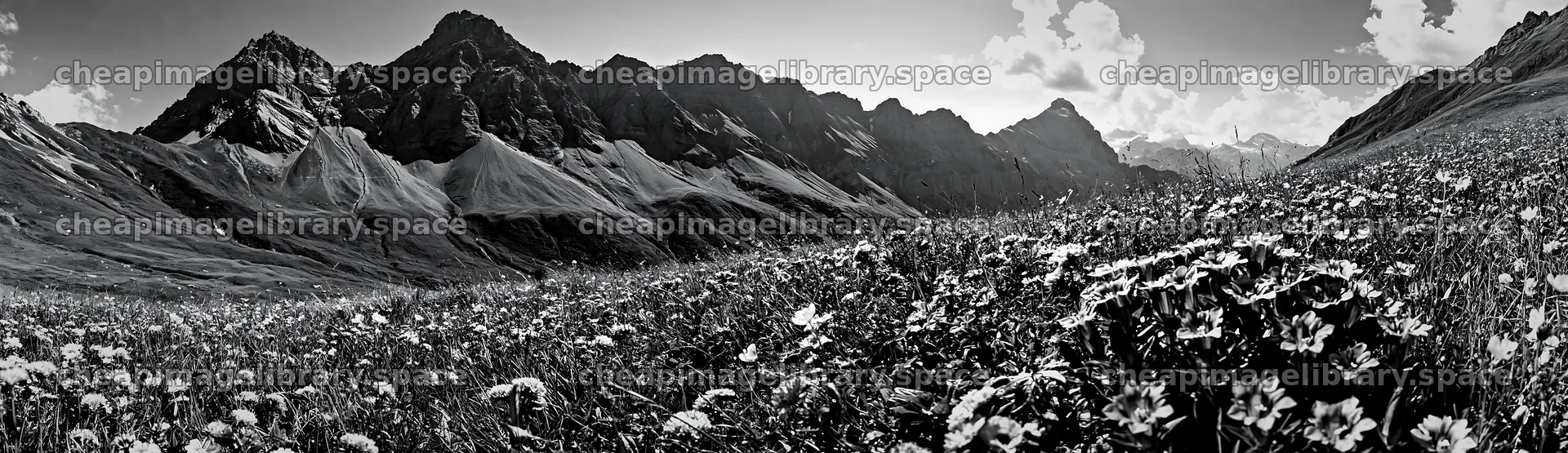 Swiss alpine meadow landscape with flowers and mountains – image library 14762x4268