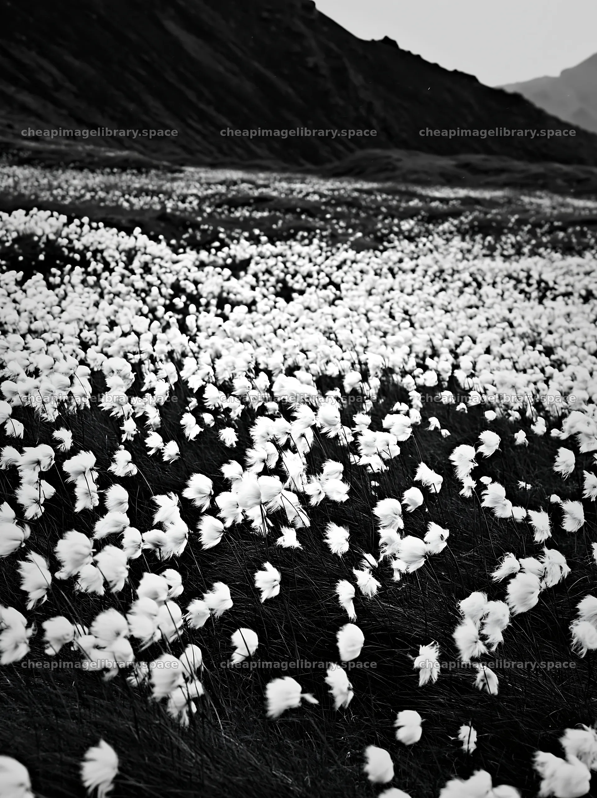 White flowers covering a meadow under a cloudy sky – image library 6866x9174