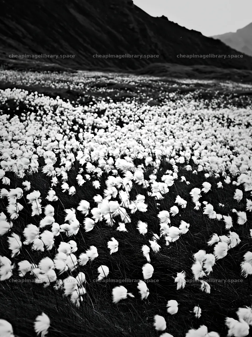 White flowers covering a meadow under a cloudy sky – image library 6866x9174