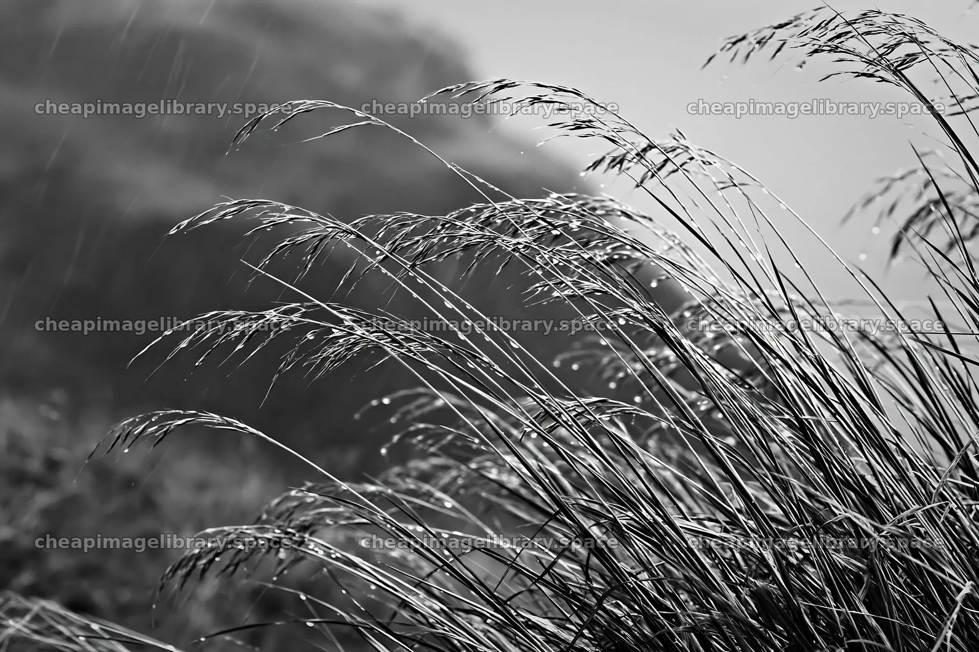 Meadow grass seedheads in rain against a monochrome background – image library 9722x6480